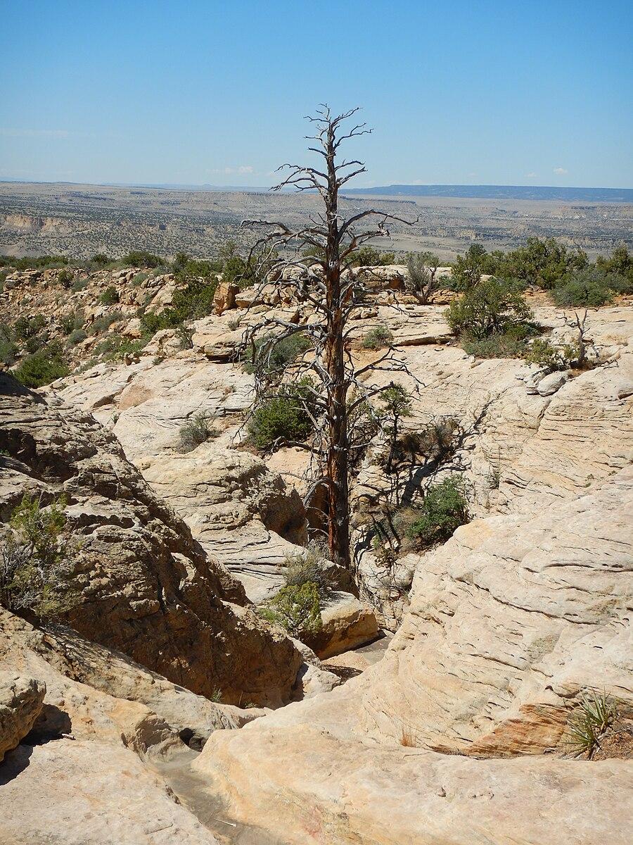 A lone dead tree in a sunny, rocky desert with distant mesas.