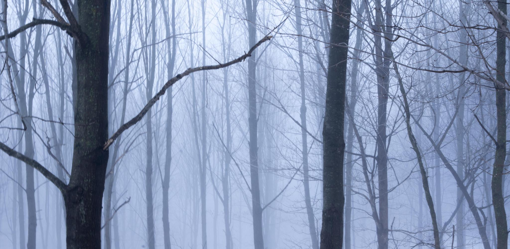 Bare trees in a dense, foggy forest with muted light.