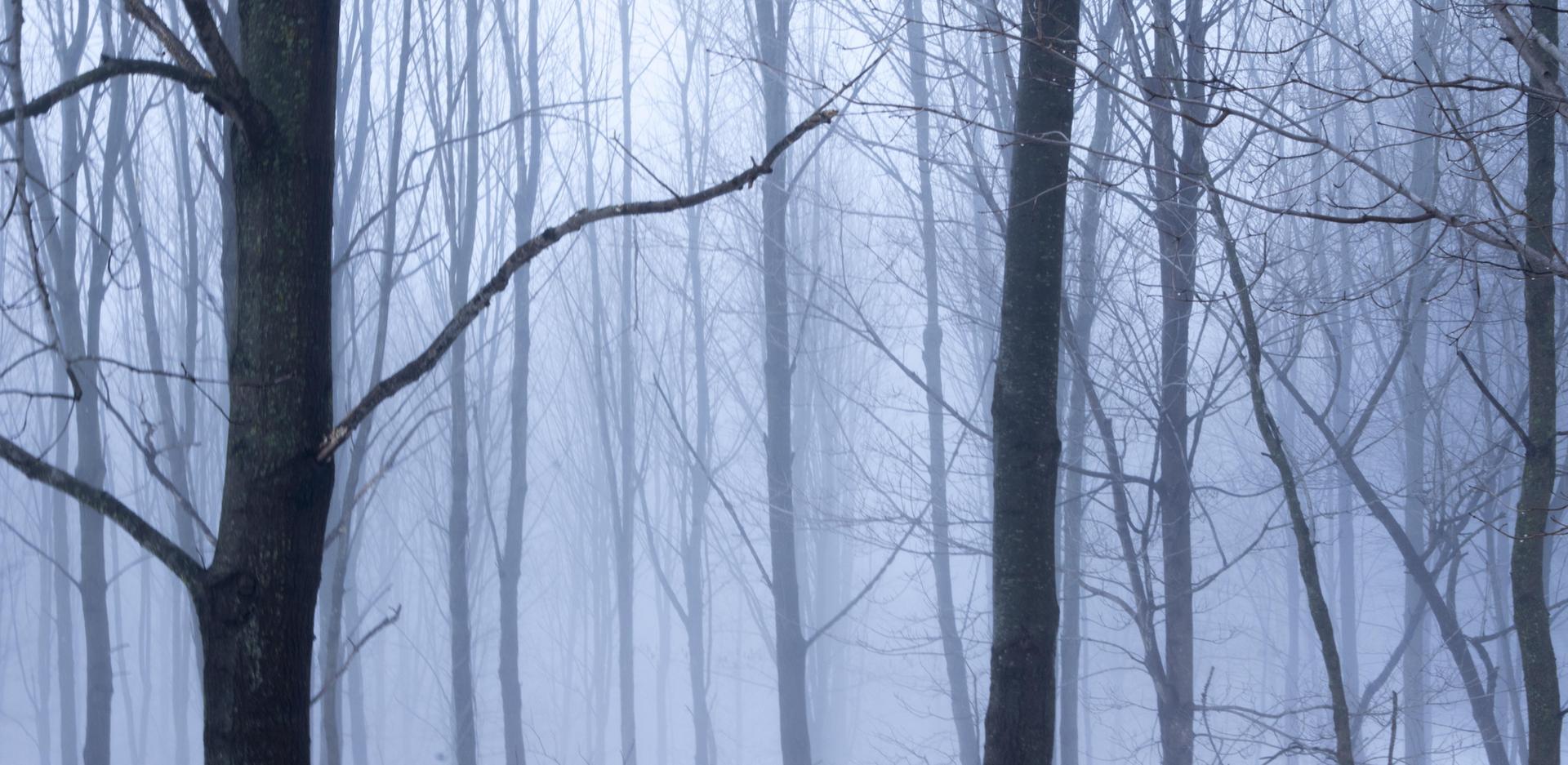 Bare trees in a dense, foggy forest with muted light.