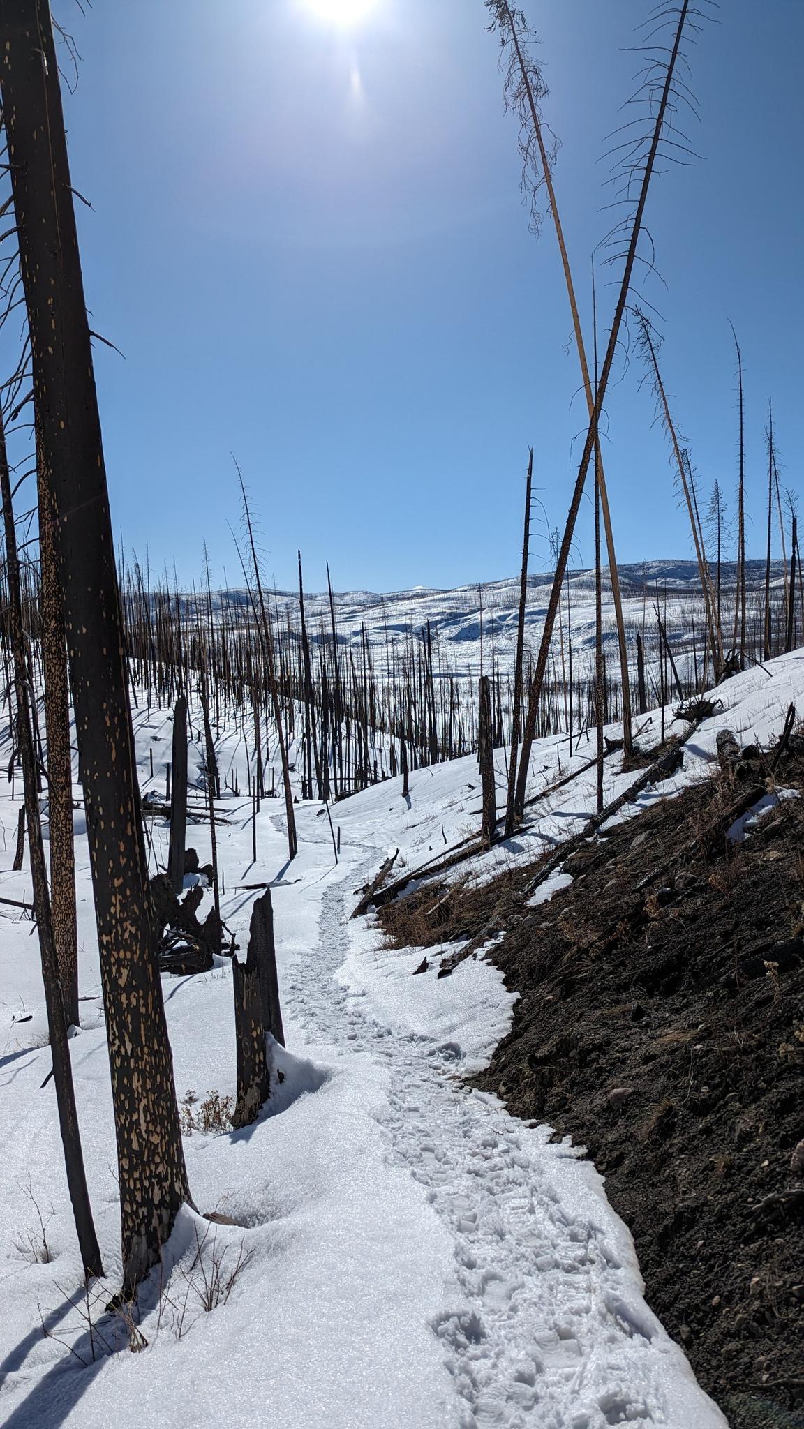 Snowy path winding through a landscape of burnt trees and distant hills.