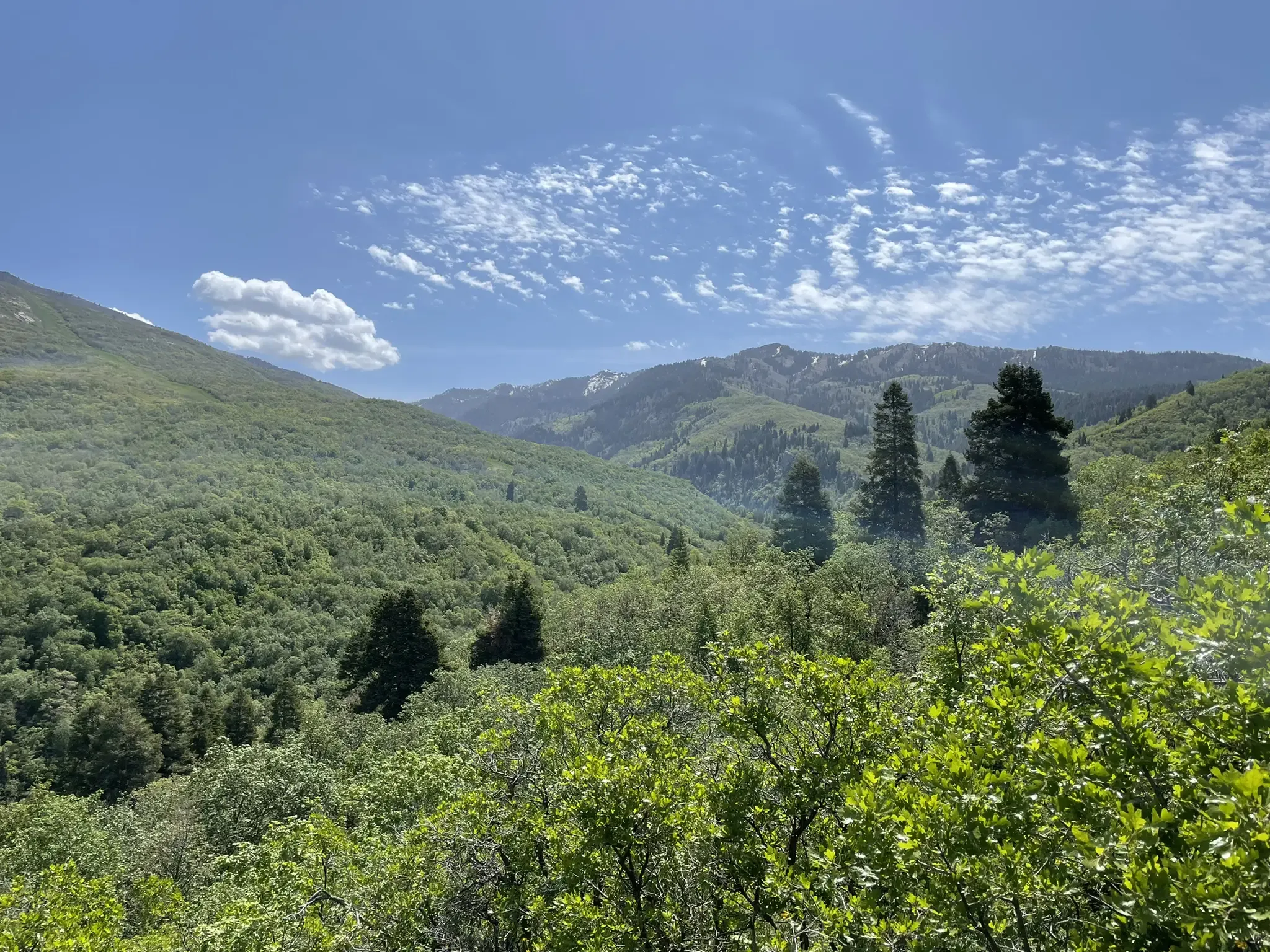 Lush green mountain valley under a bright blue sky with scattered clouds. - Mueller Park Trail to Elephant Rock
