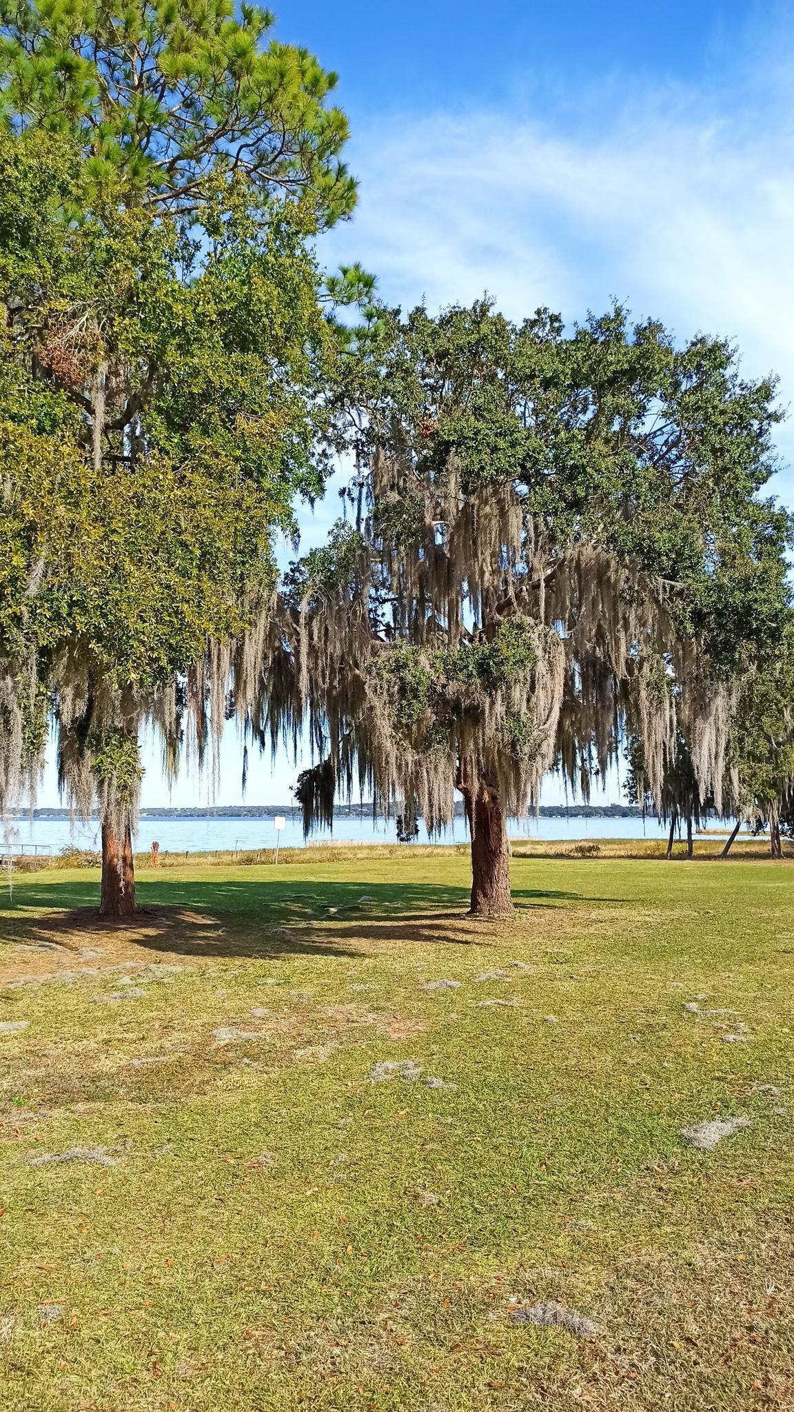 Two large mossy trees in a sunny park overlooking calm water.