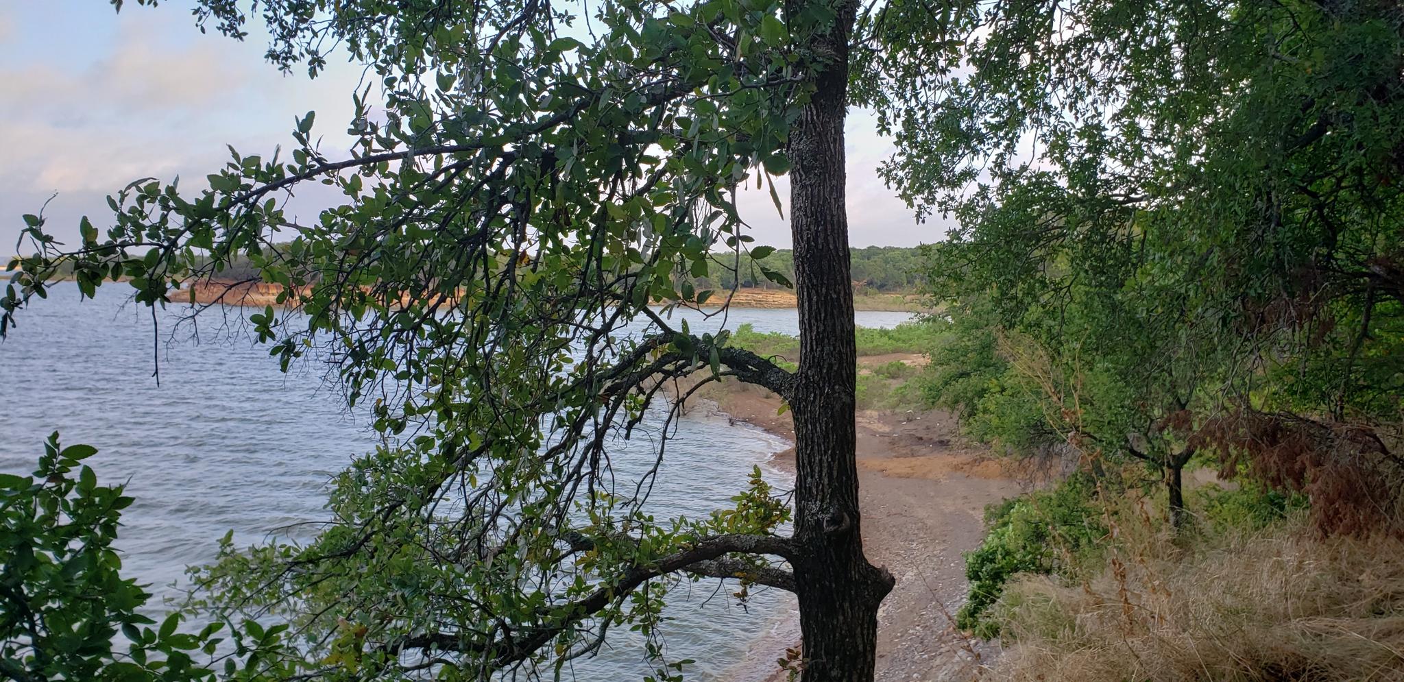 Tree branches frame a calm lake and distant shore under a soft sky.