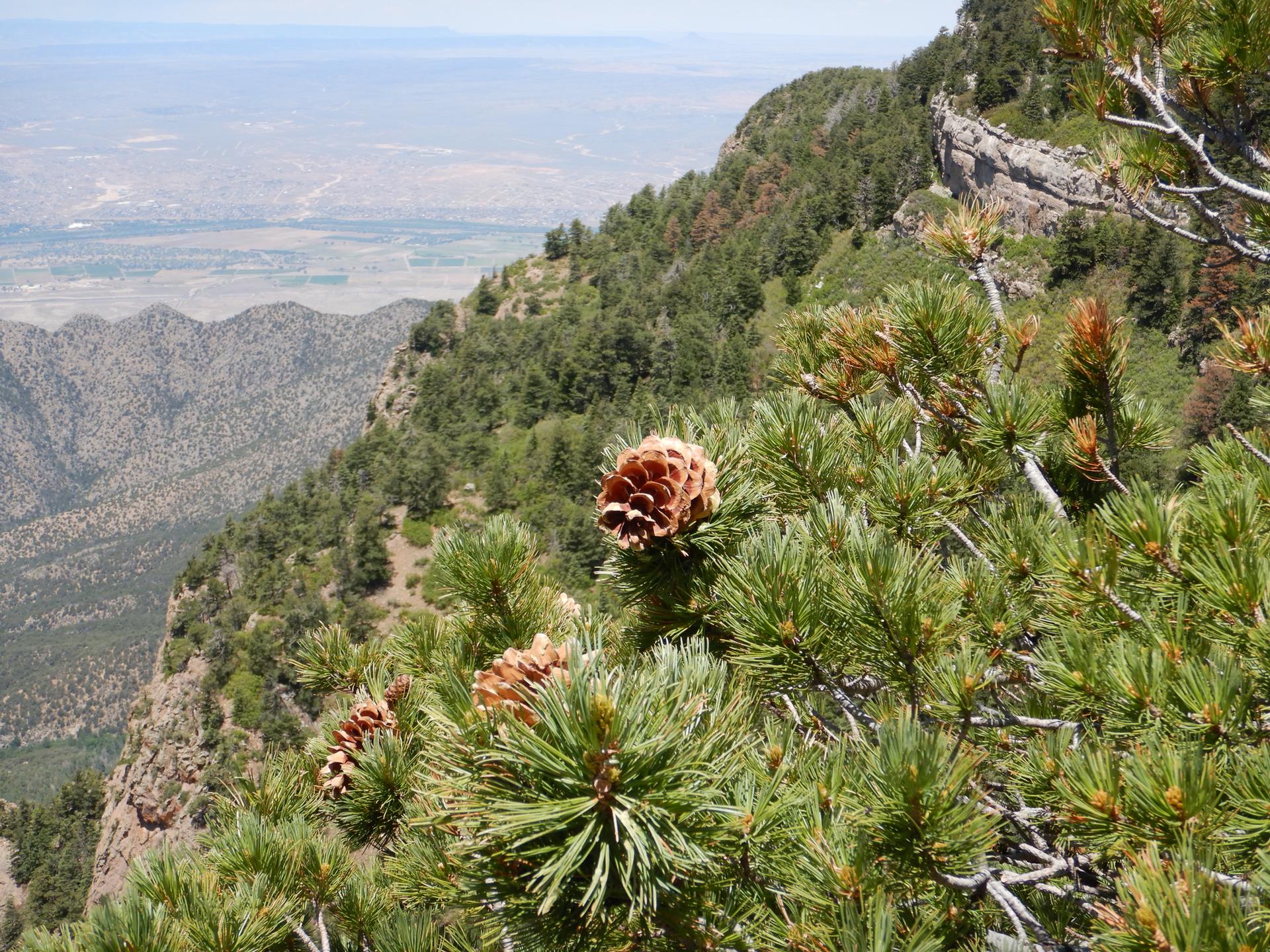 Pine branches with cones overlook a steep, forested mountain and distant valley.