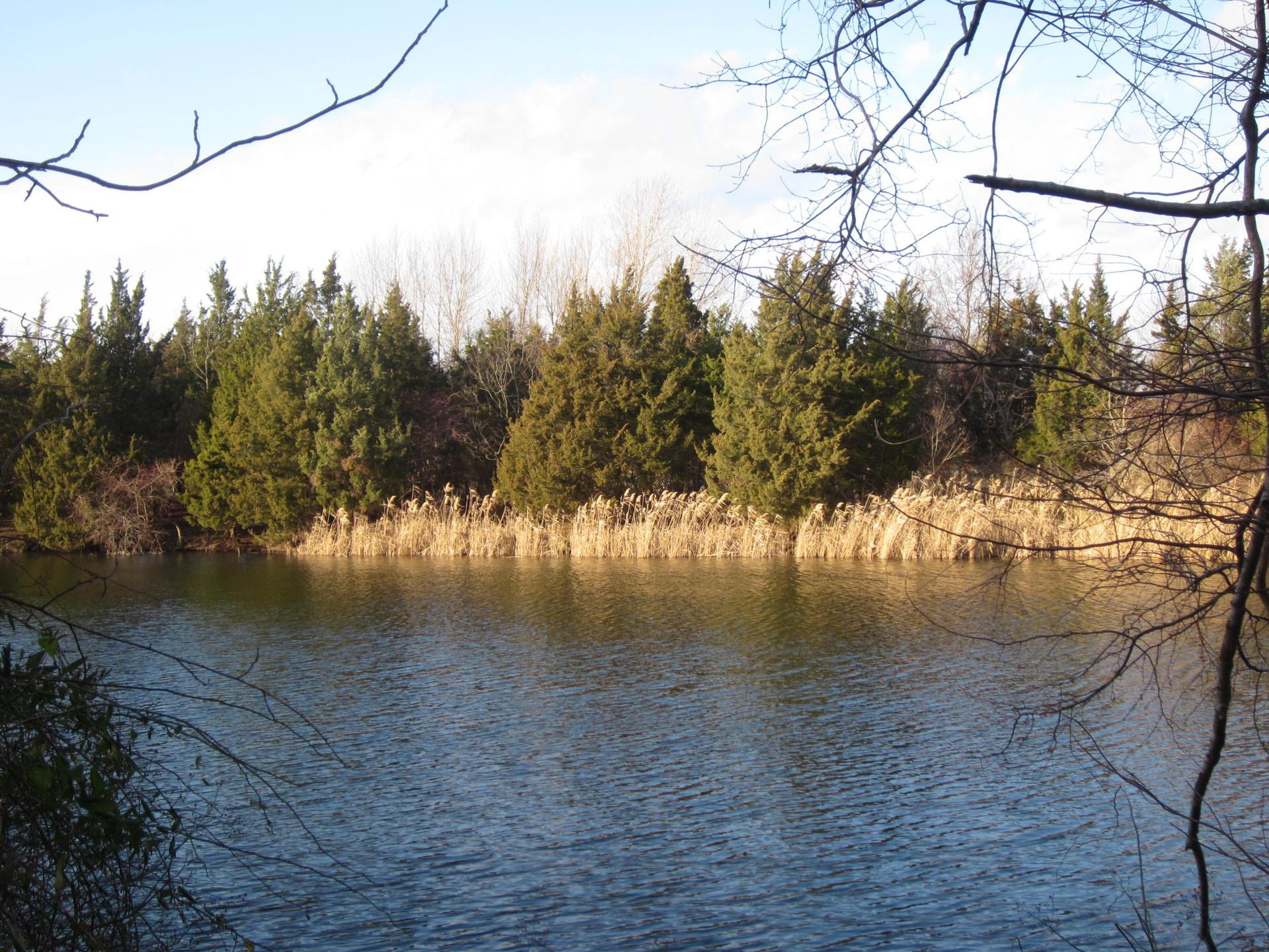 Calm water reflects evergreen trees and tall reeds under bright light.