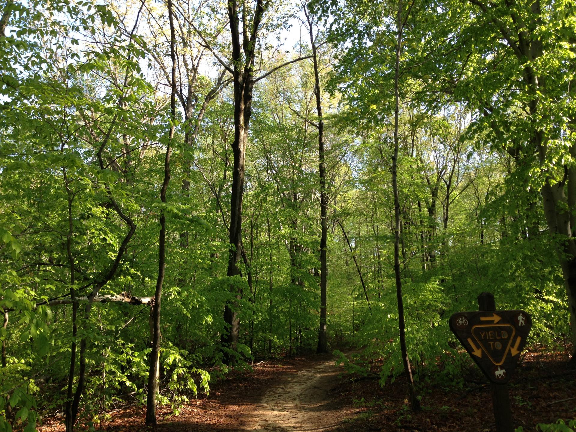 A sunlit dirt path winds through a dense green forest with a trail sign.