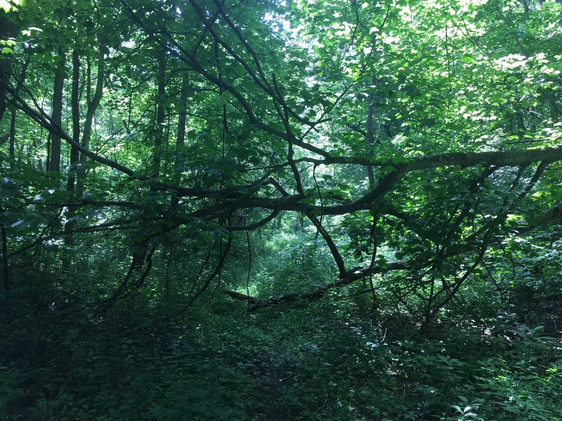 Dense, green forest with a large fallen branch and dappled sunlight.