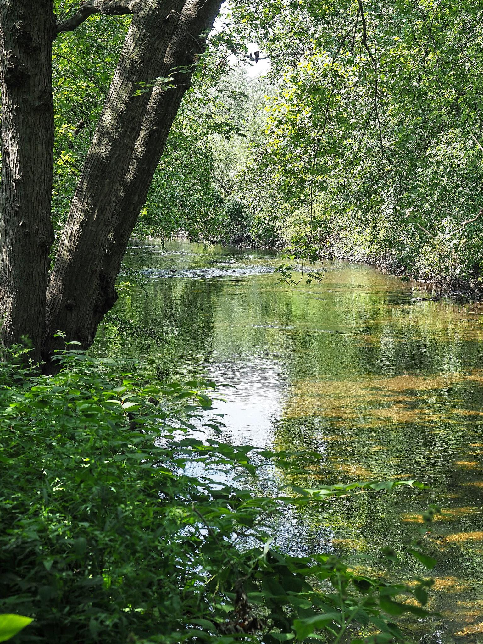 Clear river flowing through a lush green forest on a bright day.