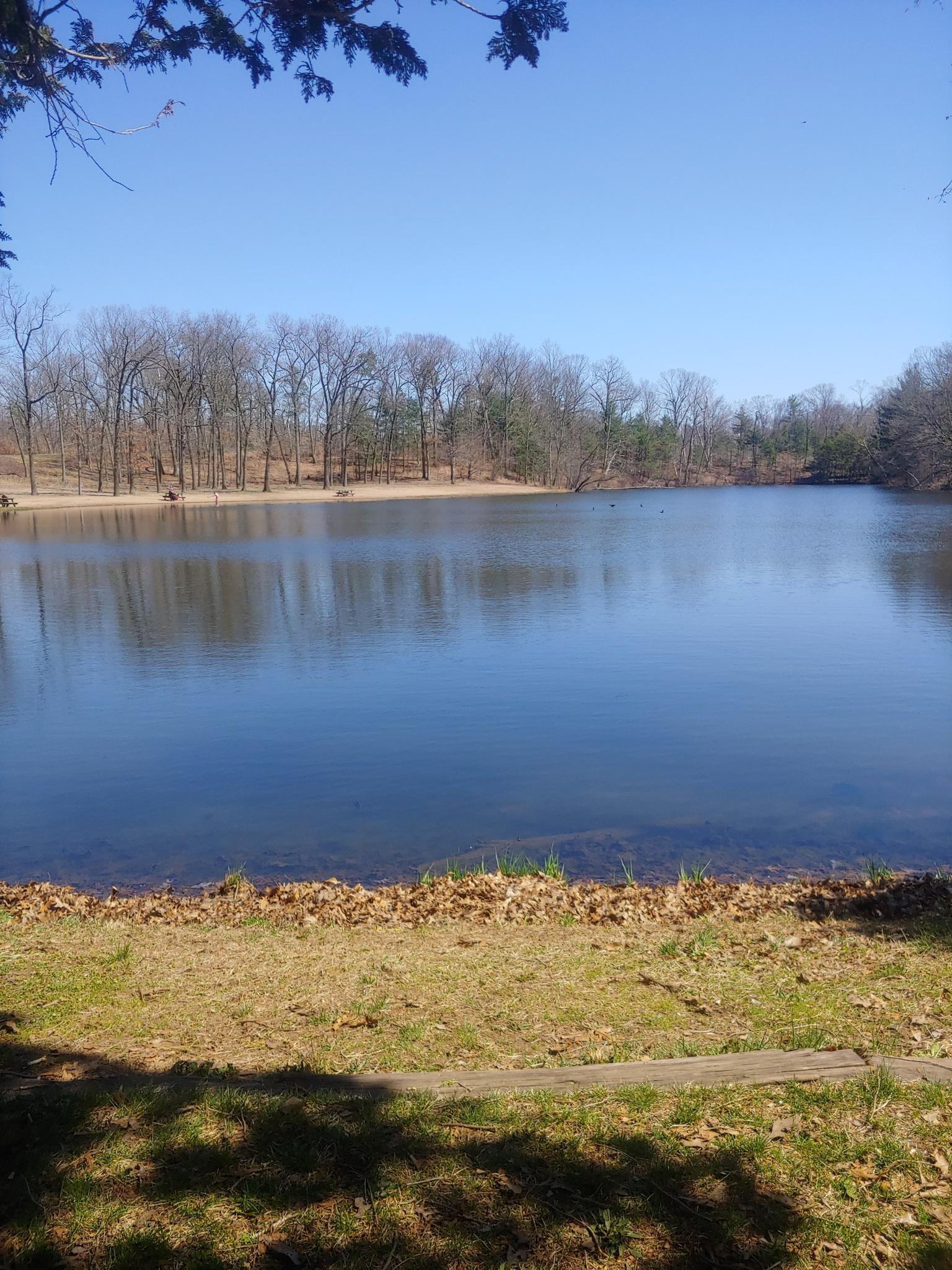 Sunny view of a tranquil lake bordered by bare trees and grassy shore.