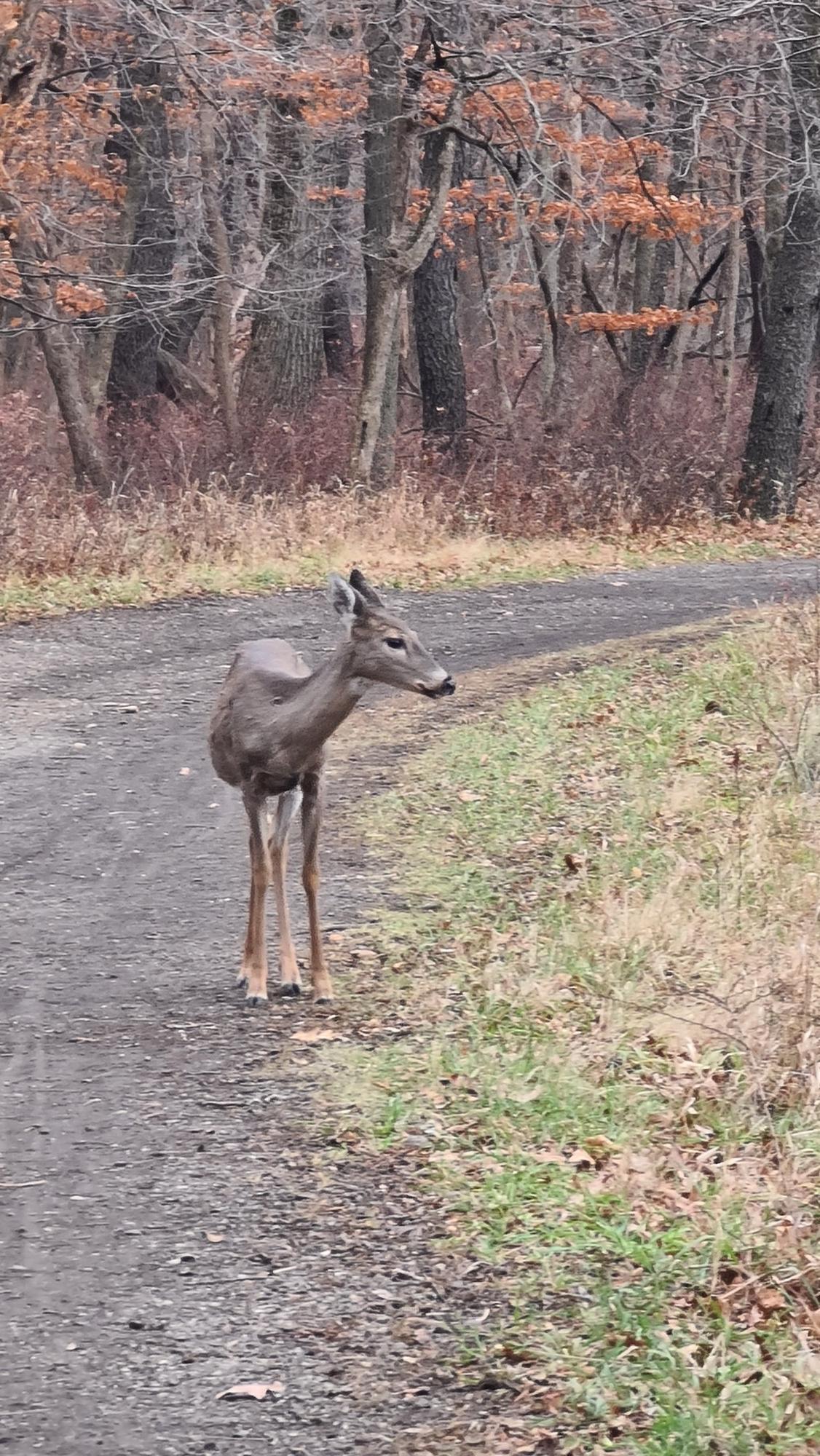 A deer stands on a dirt road in a sparse, autumn forest.