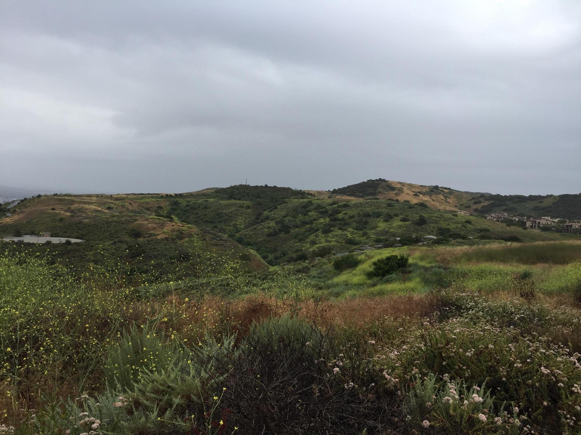 Overcast view of rolling green and brown hills with scattered shrubs.