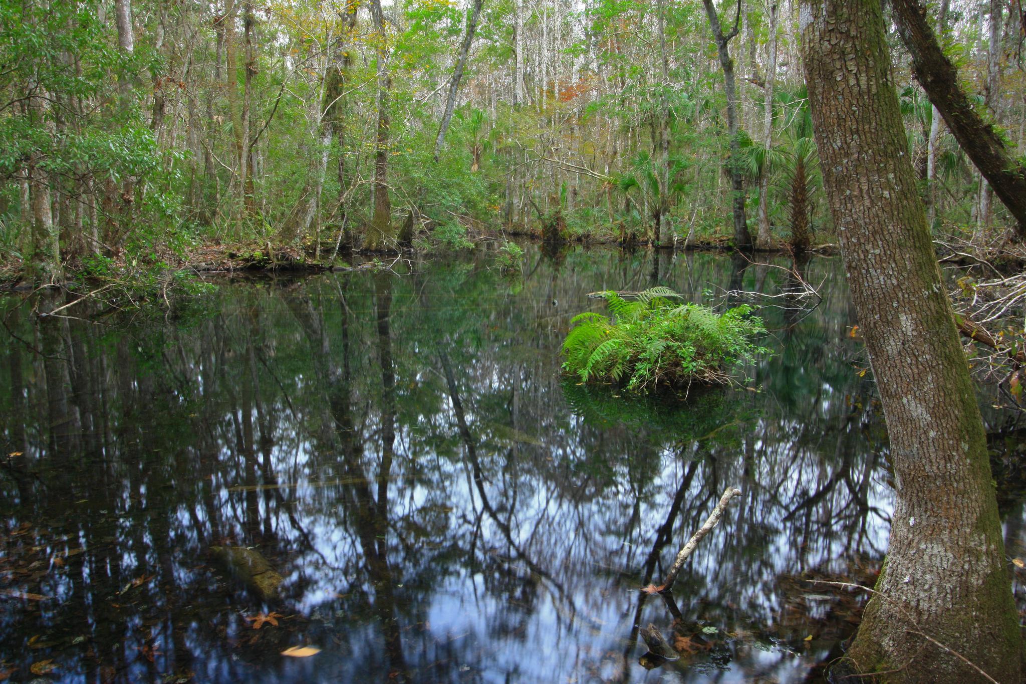 Still dark water in a dense forest reflecting trees, with a small fern island.