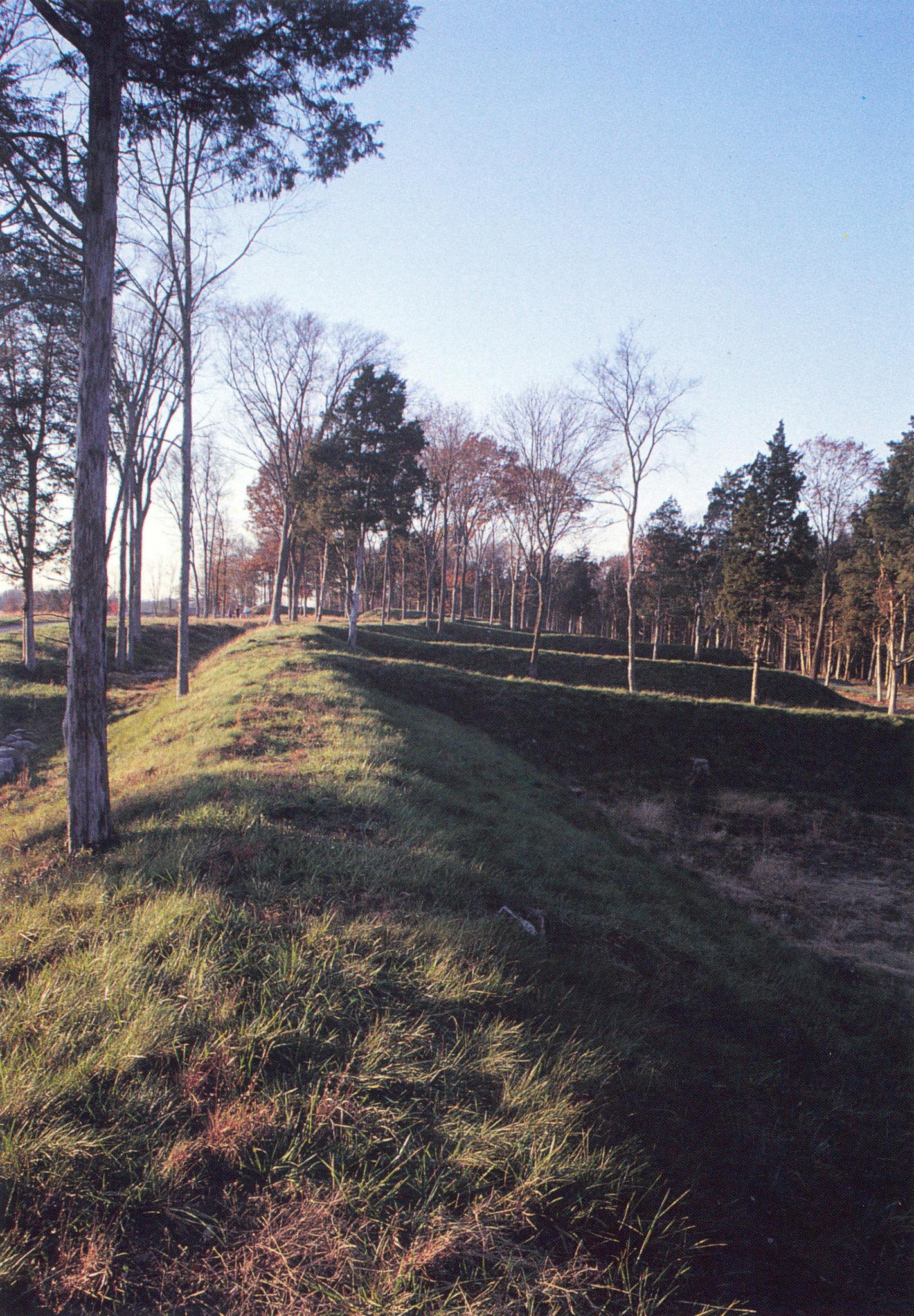 Grassy embankment with trees under bright sunlight, casting long shadows.