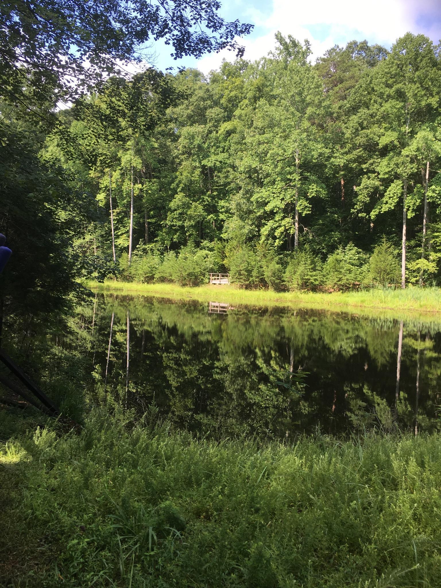 Calm pond reflecting lush green forest under bright sunlight.