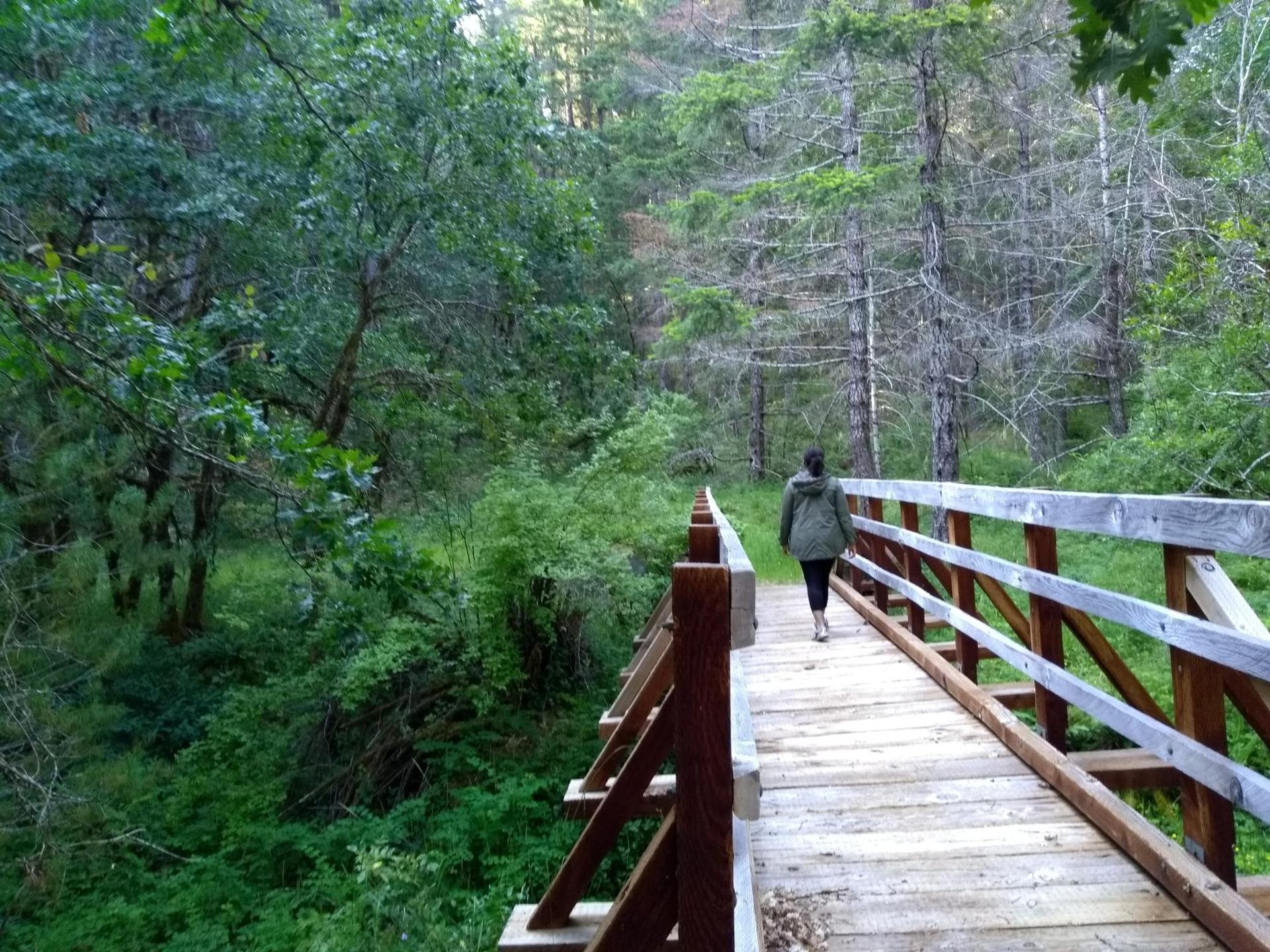 Person walks on a wooden bridge through a lush green forest.