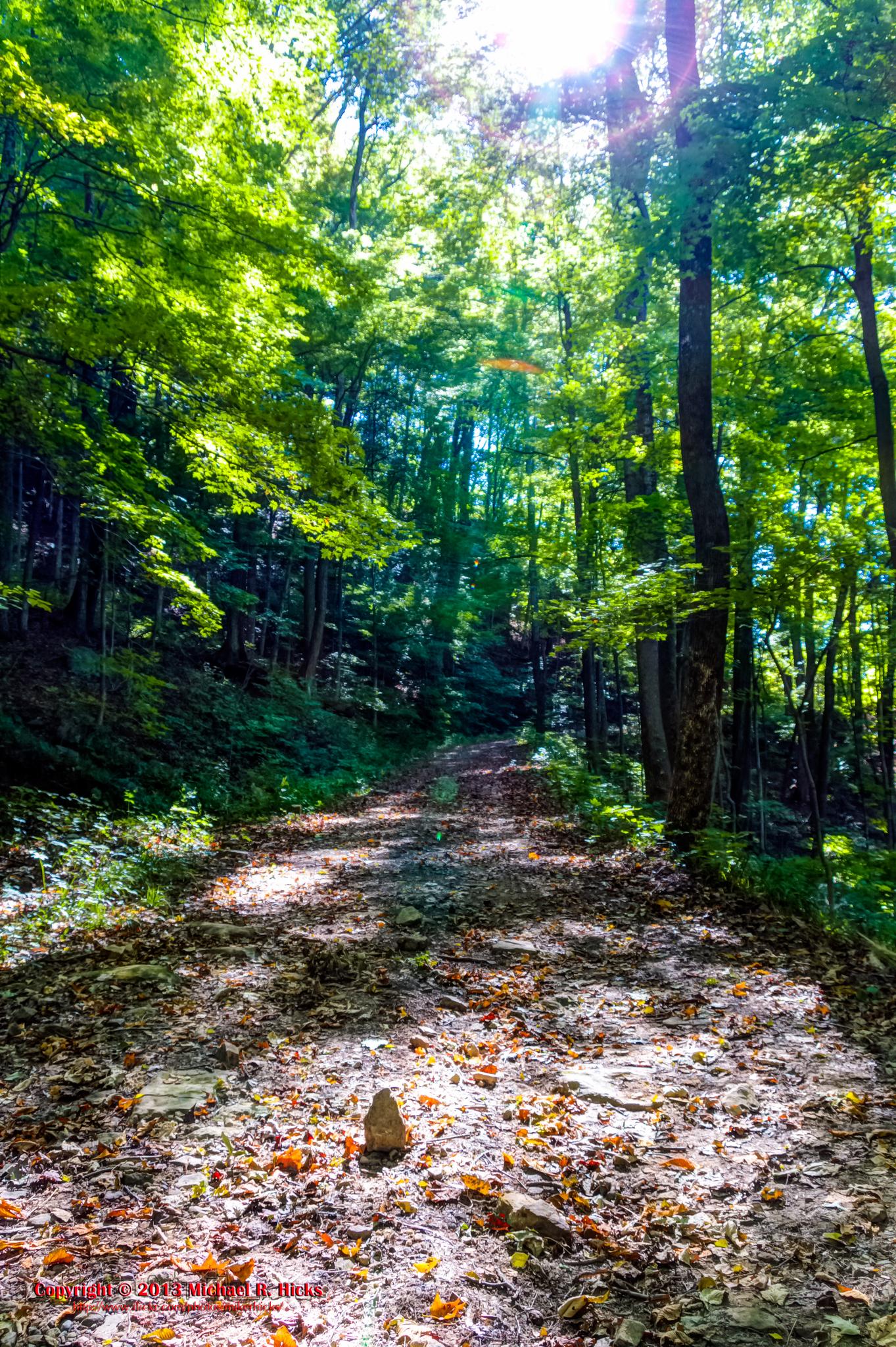 Sunlight streams onto a leaf-covered forest path surrounded by tall trees.