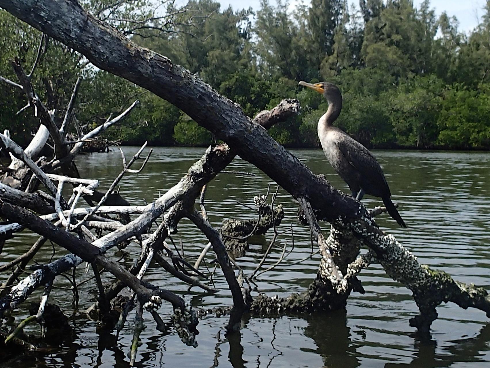 A dark bird perches on a gnarled tree branch over calm water.