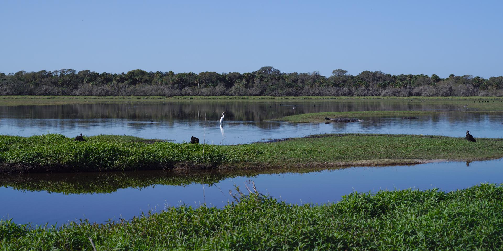 Sunny wetland scene with a white egret and dark birds on grassy islands.