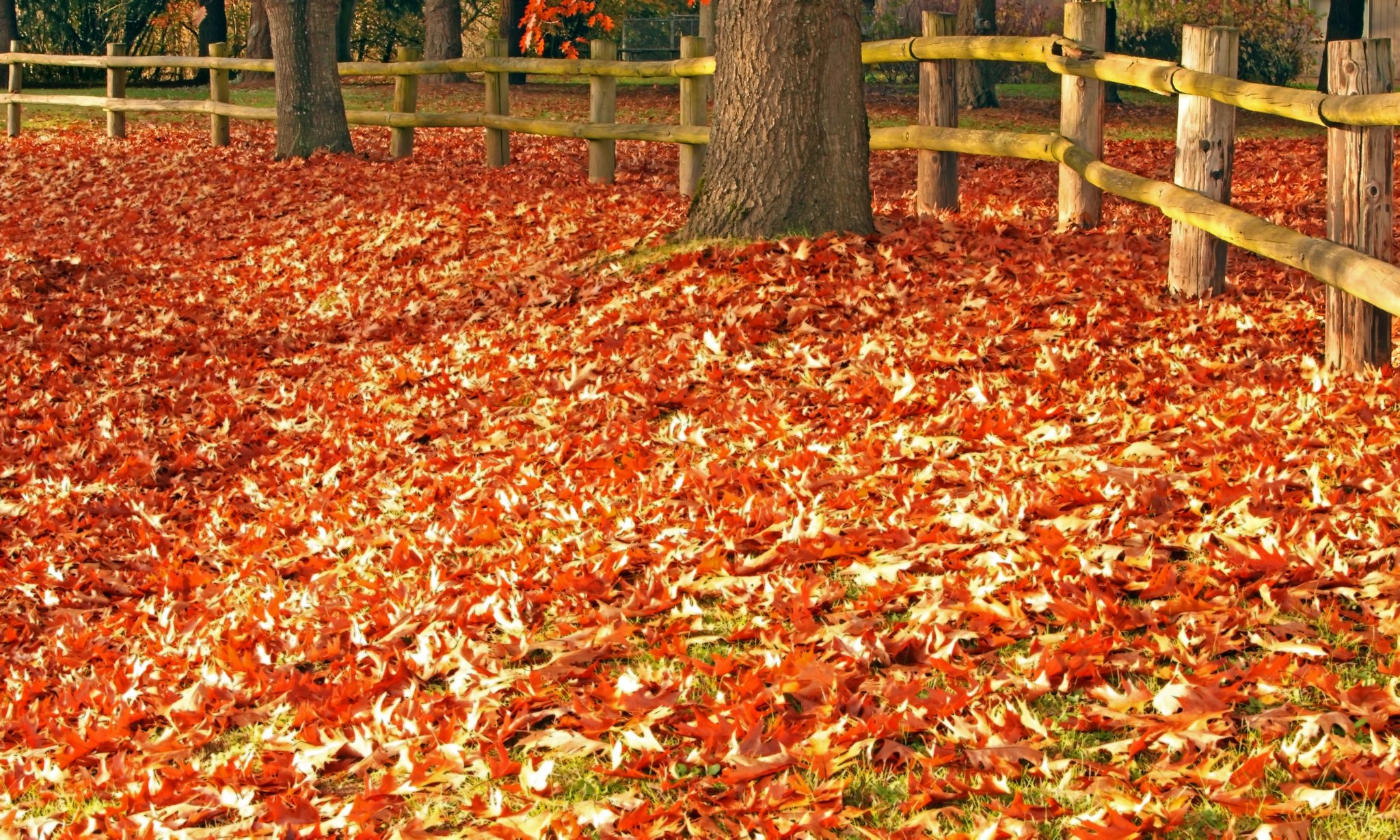 Vibrant red and orange autumn leaves cover the ground near trees and a wooden fence. - Willamette Vision Education Trail Loop