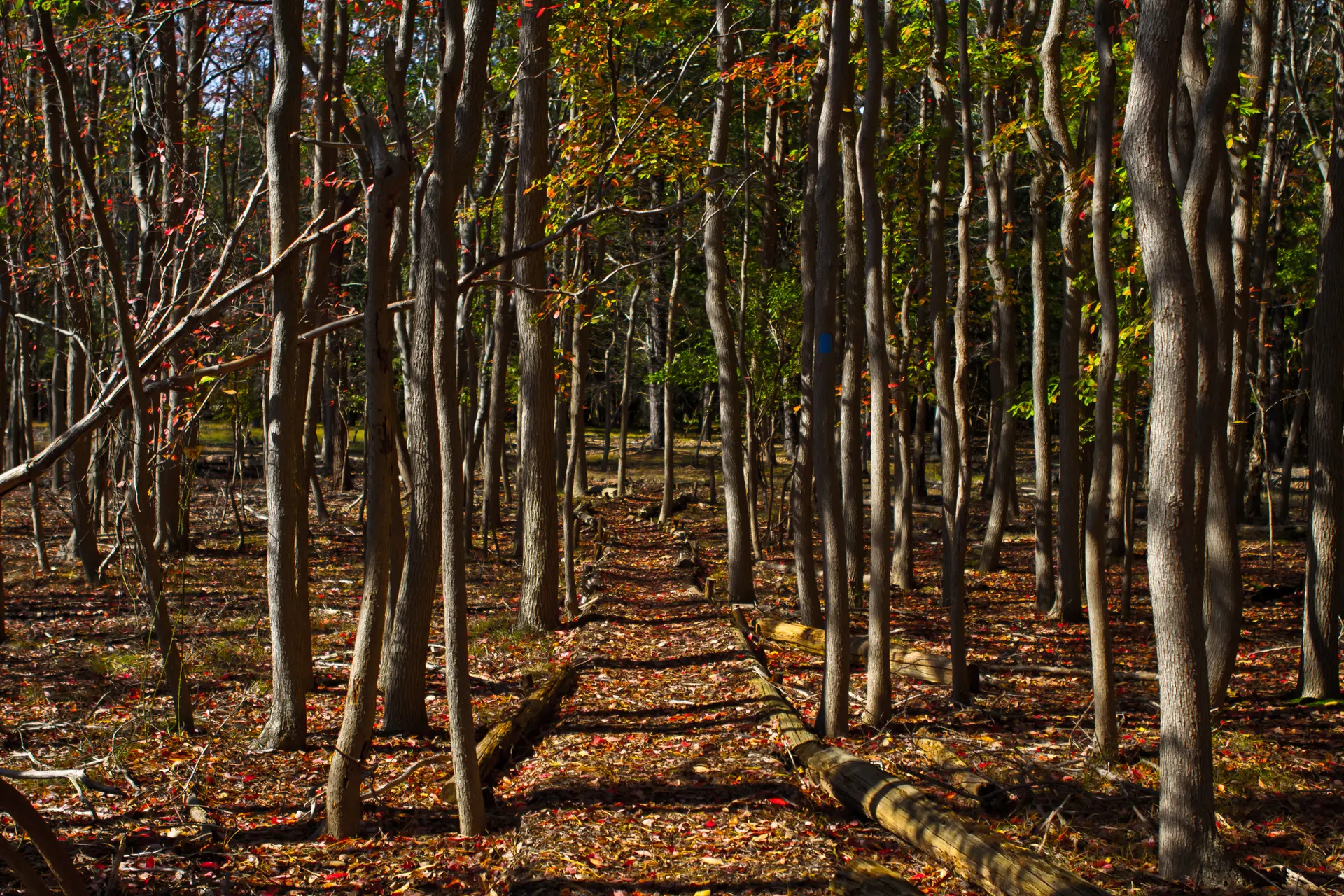 Dappled sunlight illuminates a forest path covered in colorful autumn leaves.