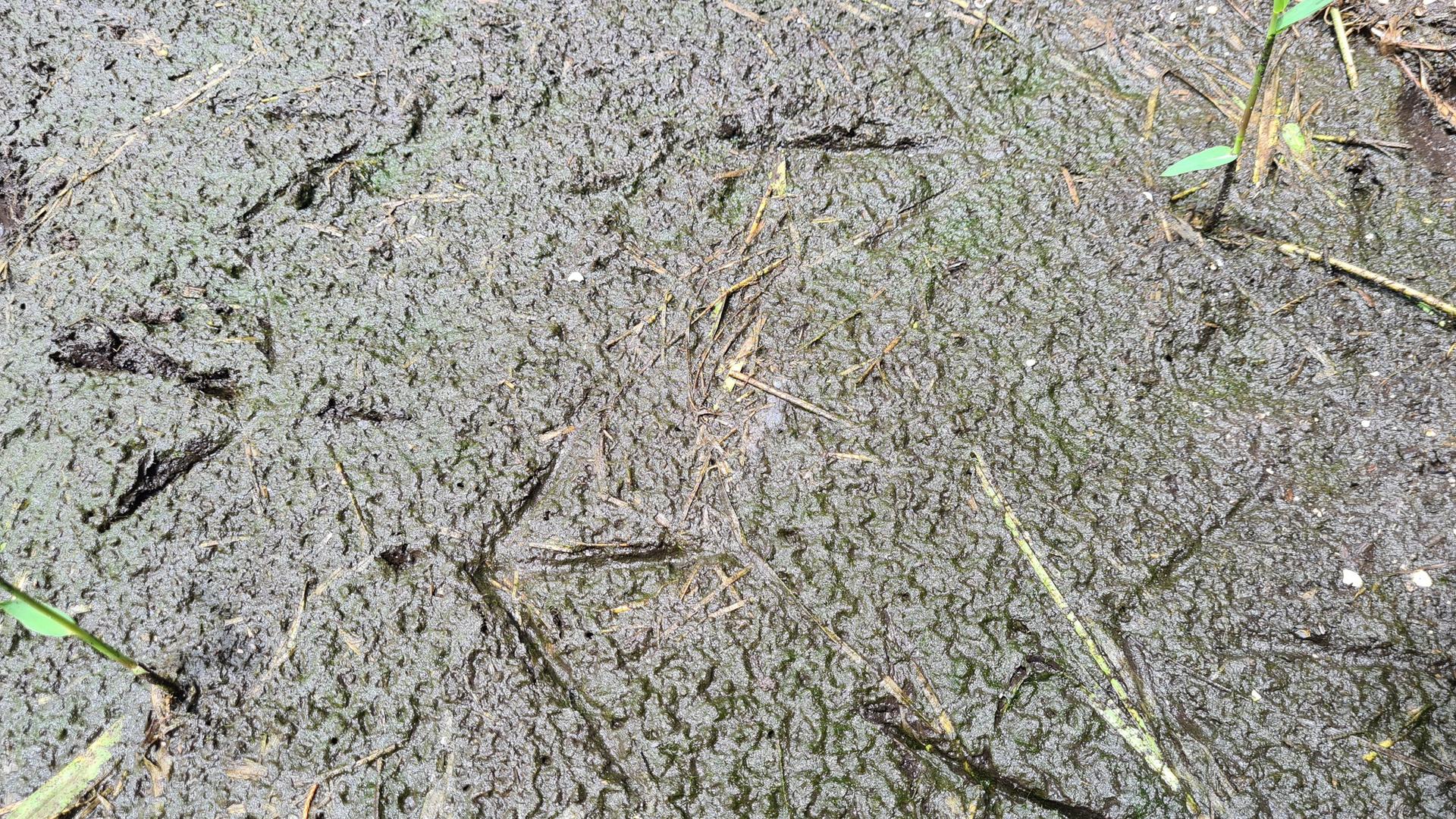 Close-up of muddy ground with distinct animal tracks and small plants.