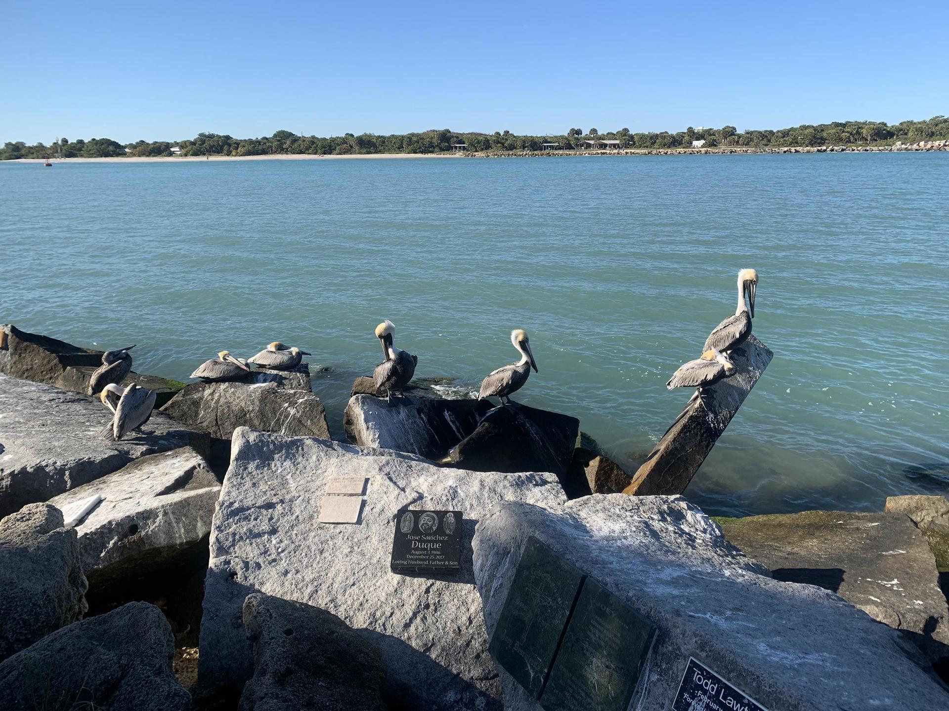 Several pelicans perch on sunlit rocks by the blue ocean.