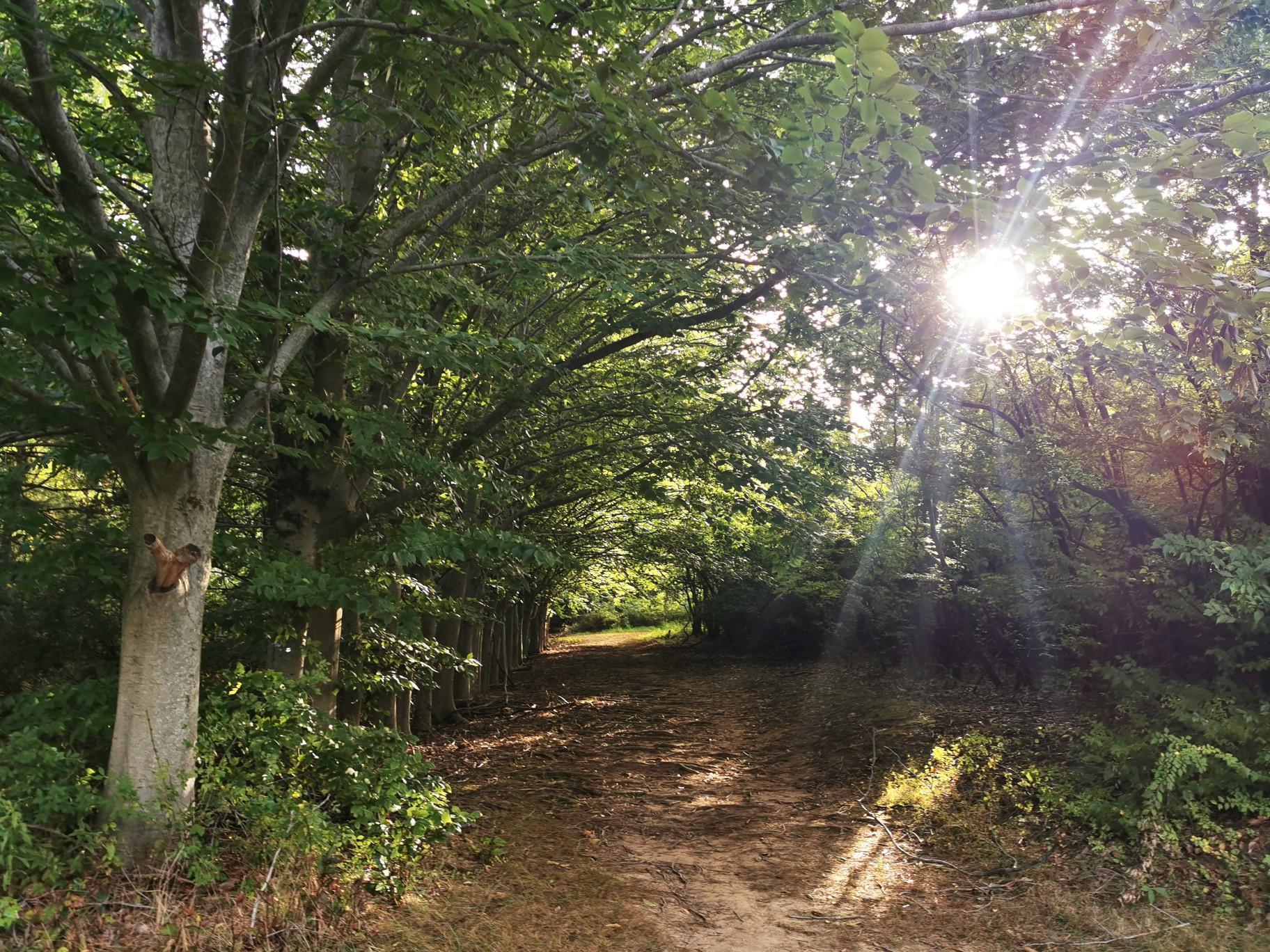 Sun shines through green leaves onto a dirt path in a dense forest.