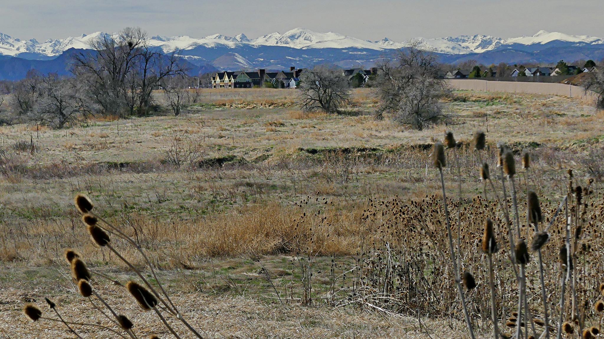 Dry field with cattails, distant houses, and snow-capped mountains under cloudy sky.