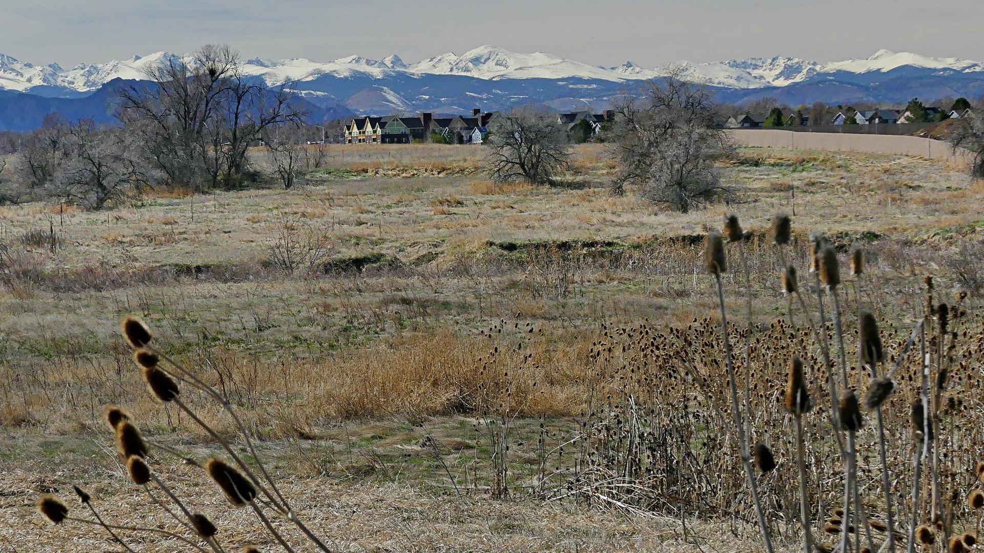 Dry field with cattails, distant houses, and snow-capped mountains under cloudy sky.