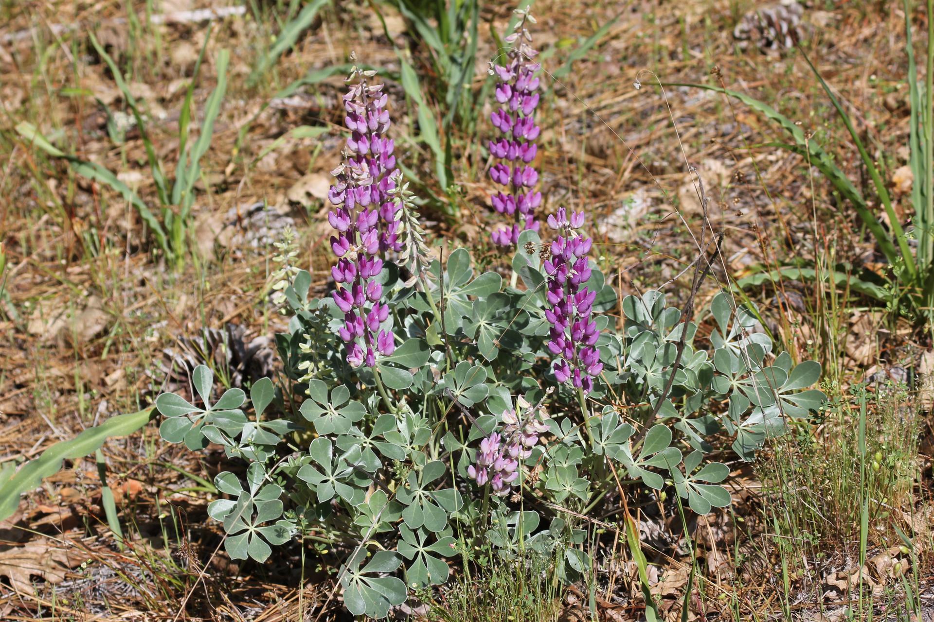 Vibrant purple lupine flowers bloom amidst dry grass and fallen leaves in bright sunlight.