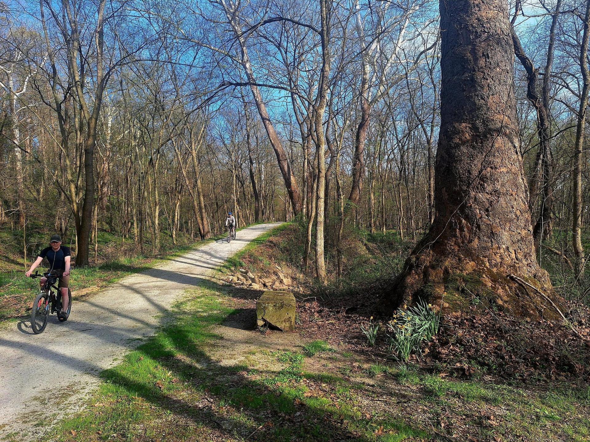 Two cyclists on a sunny path through a bare winter forest.