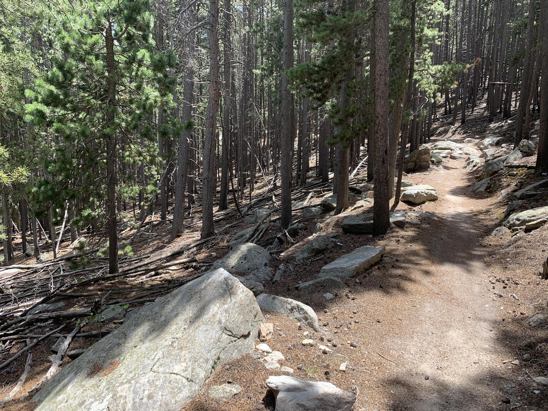 A winding dirt path through a dense, sunlit pine forest with large rocks.