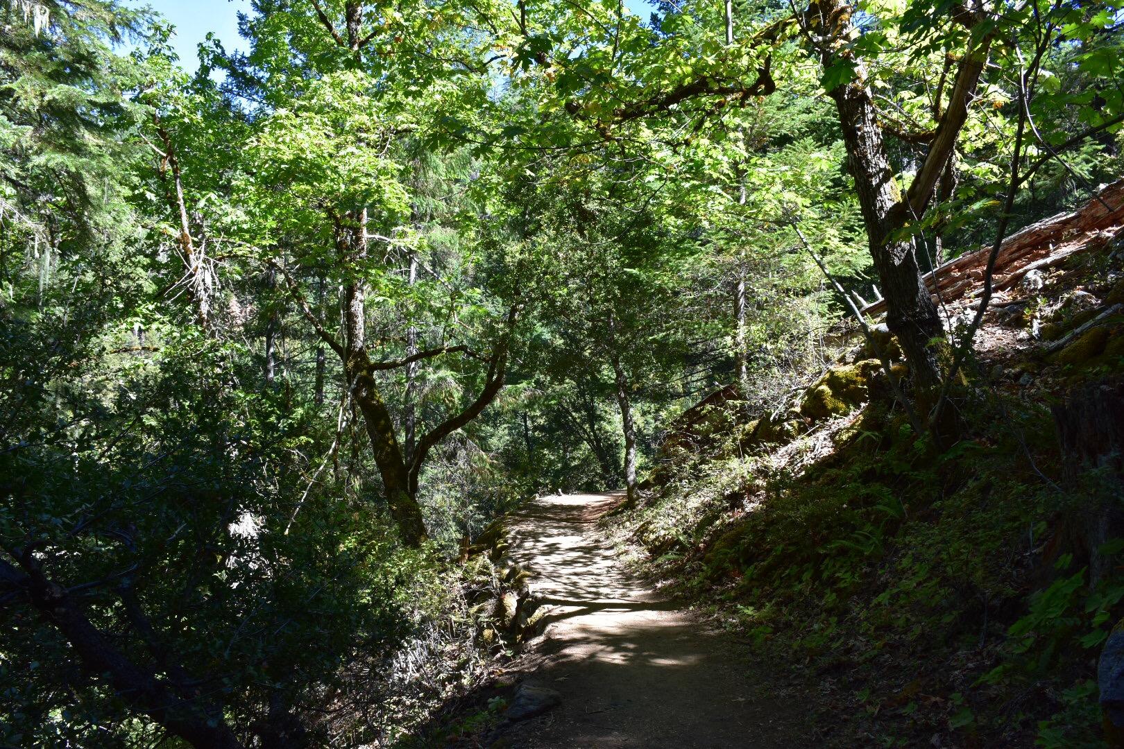 A sun-dappled dirt path winds through a dense, green forest.