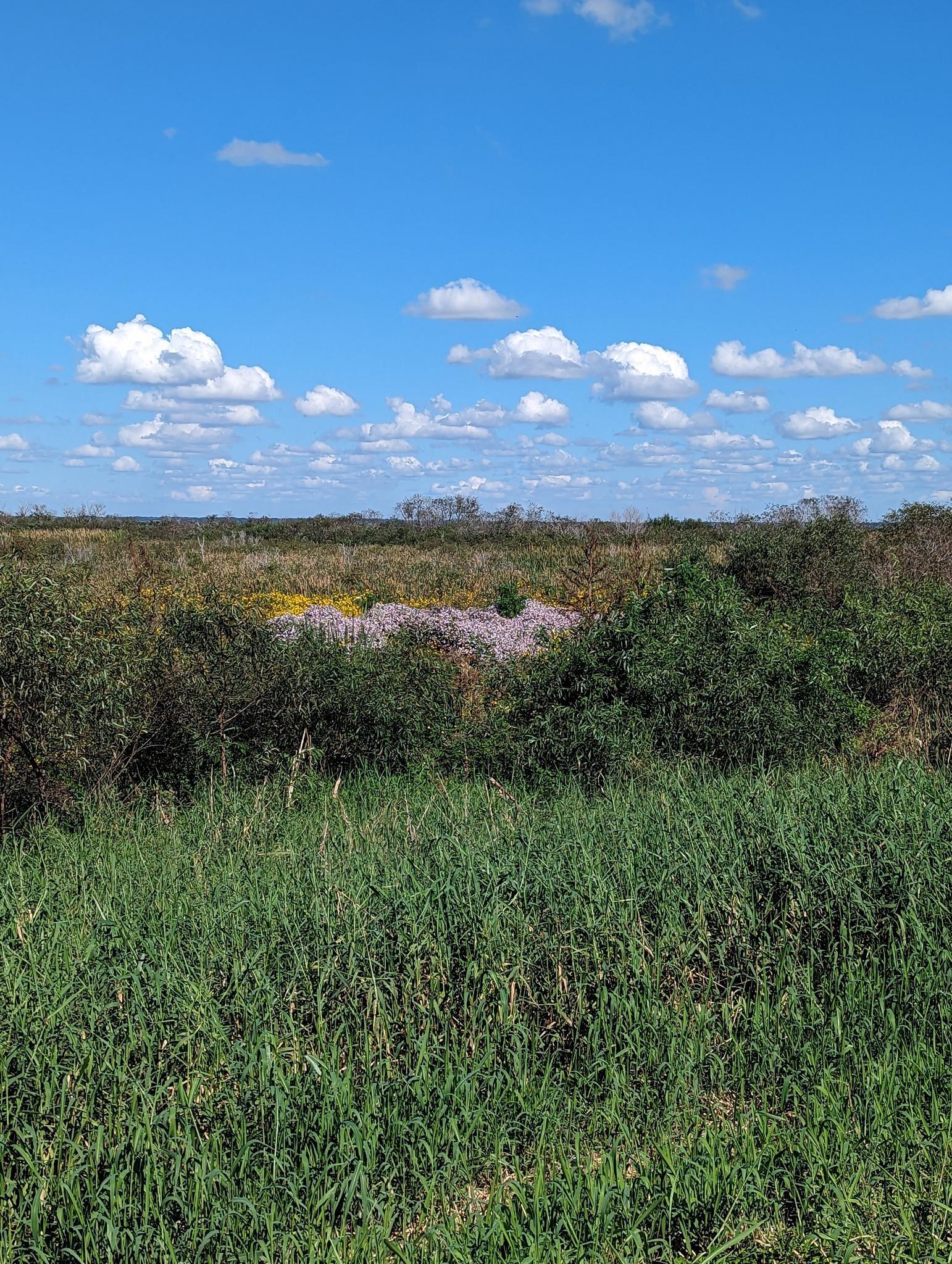 Vast green field with wildflowers under a bright blue sky with clouds.