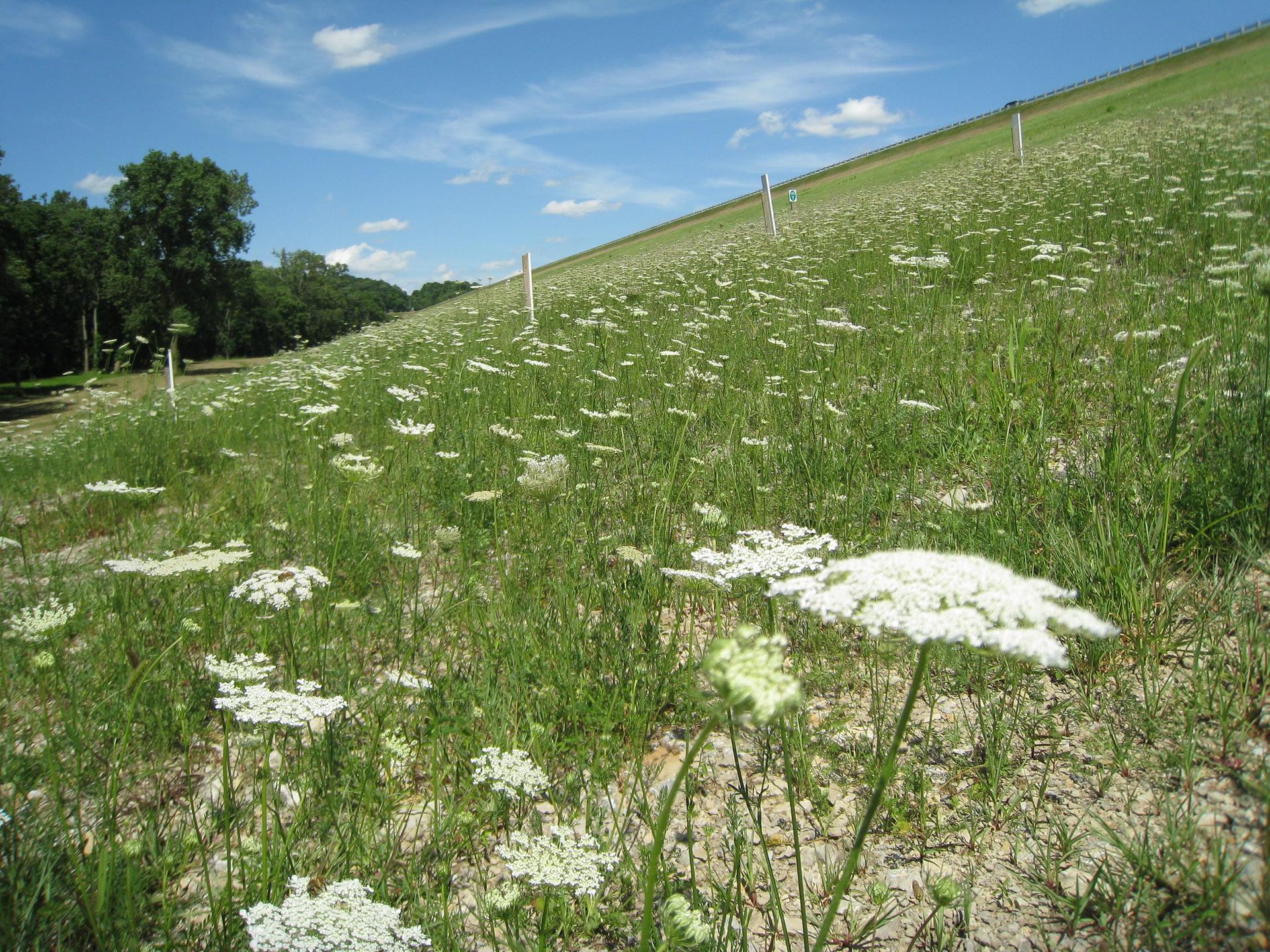 A sunny, expansive grassy slope covered in white wildflowers under a blue sky.