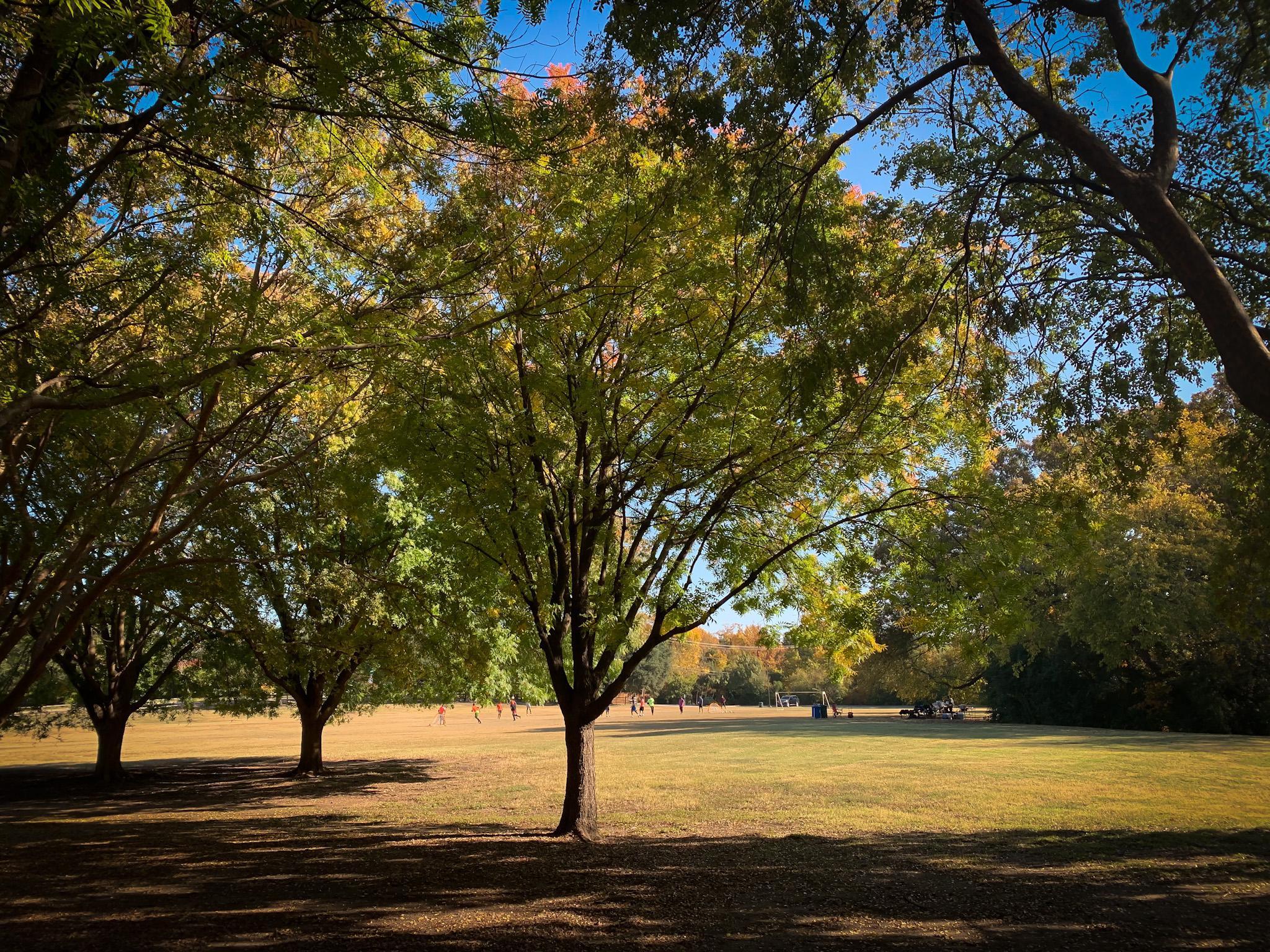 Sunny park with large trees casting shadows on a grassy field.