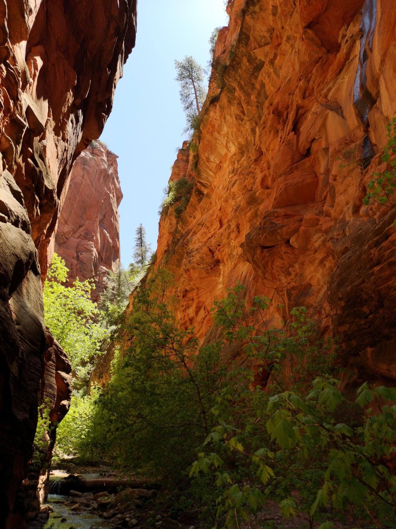Narrow red rock canyon with steep walls, green trees, and bright sky above.