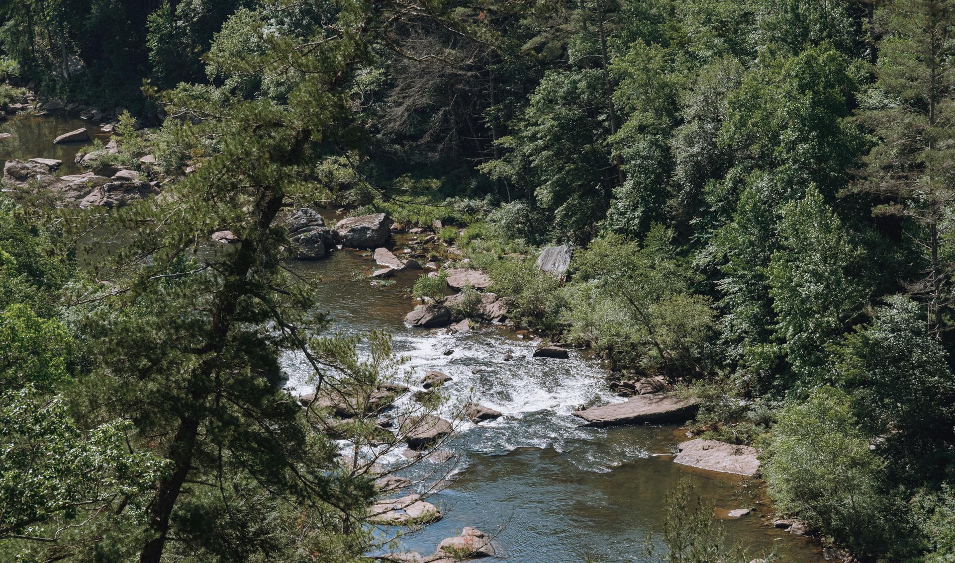 A rocky river with rapids flows through a dense, sunlit green forest.