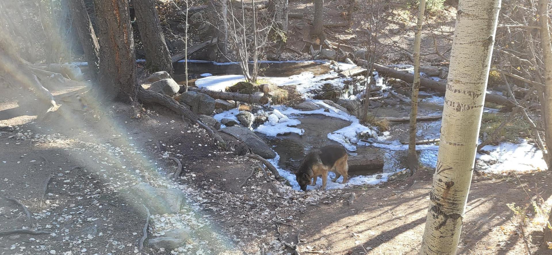 Two dogs drink from a partially frozen stream in a sunny, wooded area.