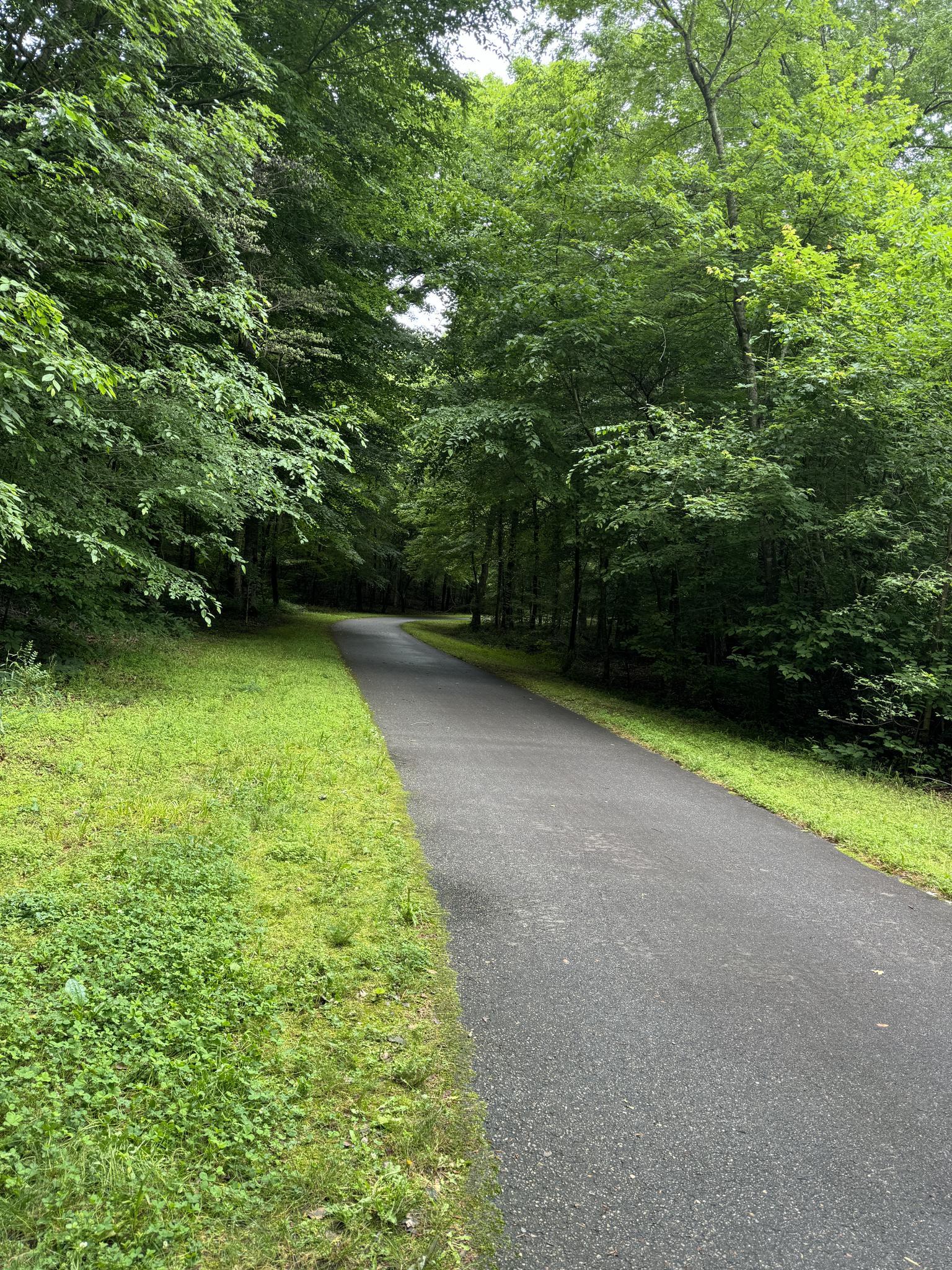 Paved path through a lush green forest with bright, dappled sunlight.