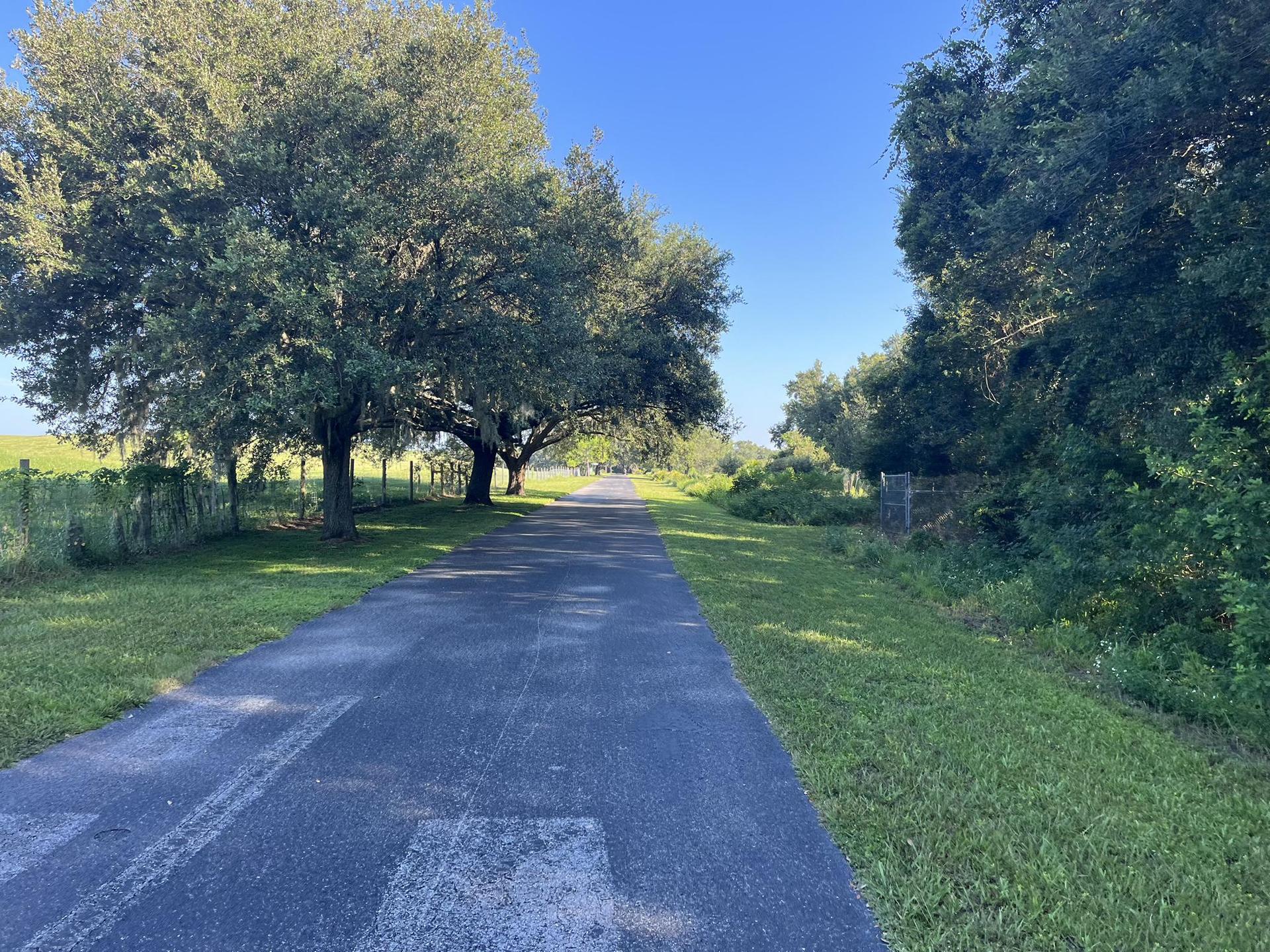Paved path lined with large trees and green grass under a bright blue sky.