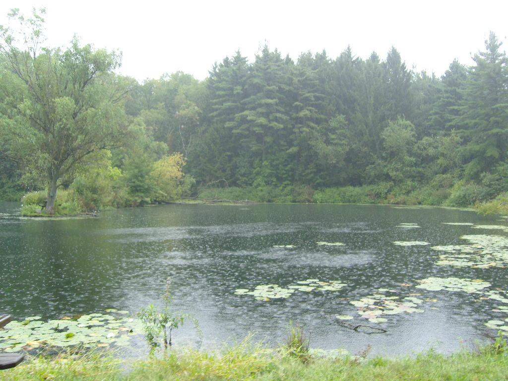 Rainy pond with lily pads surrounded by dense green forest under overcast sky.
