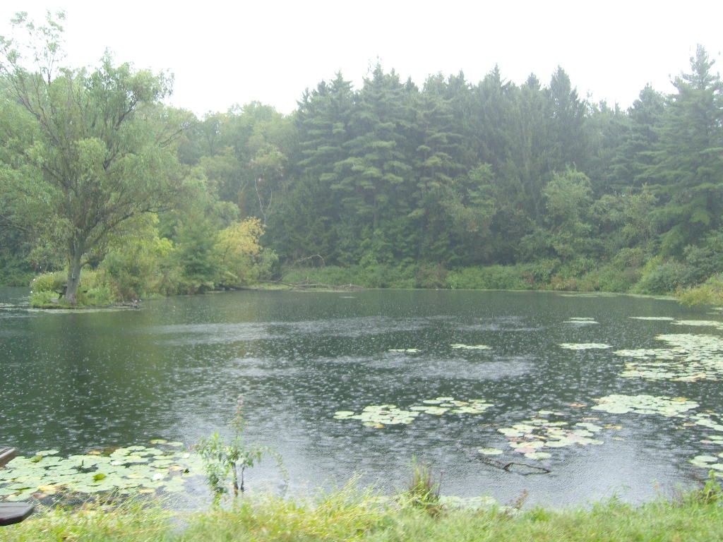 Rainy pond with lily pads surrounded by dense green forest under overcast sky. - Bluebird Trail