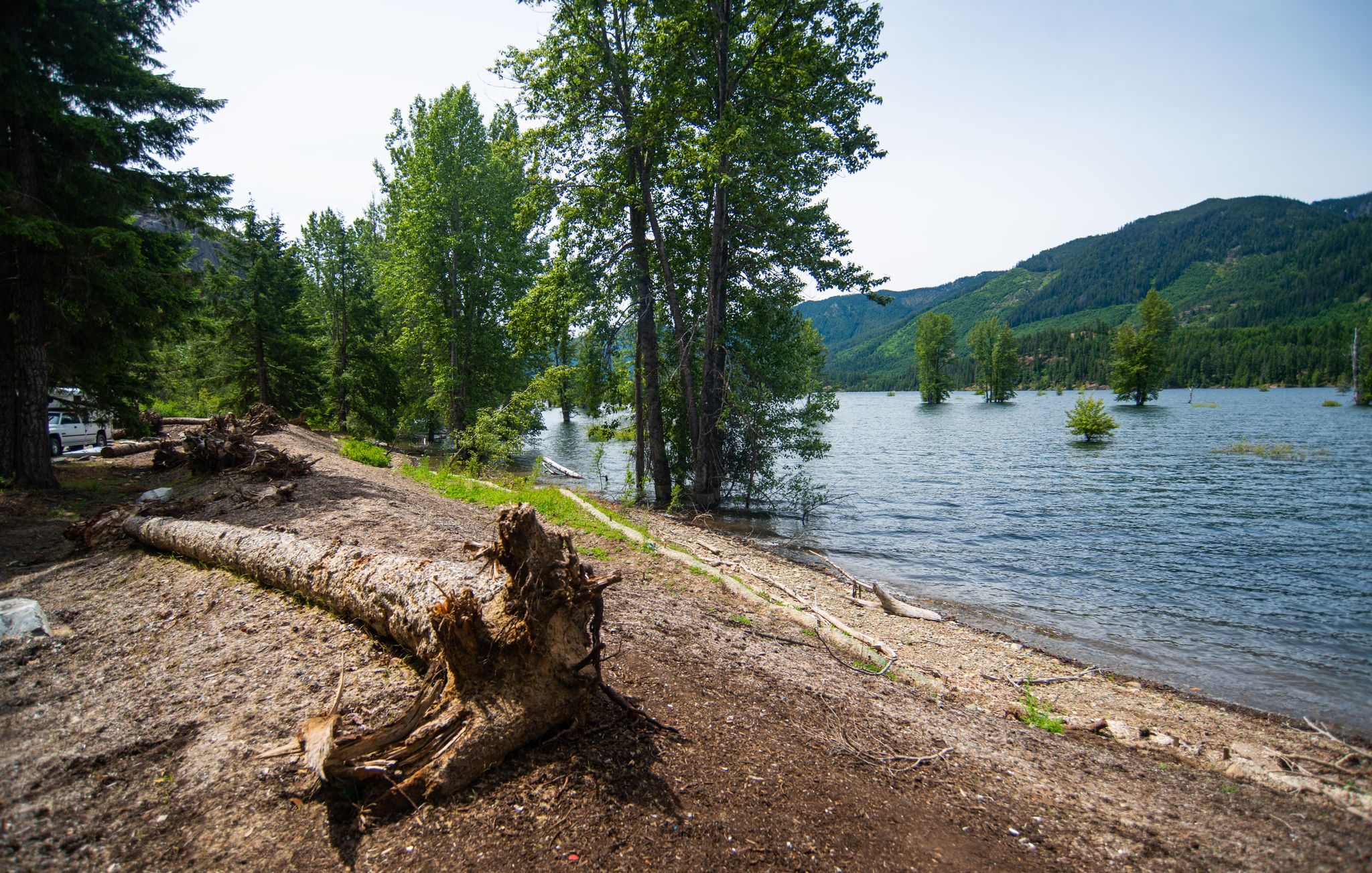 Sunny lake shore with a large fallen log and submerged trees. - Salmon La Sac Road