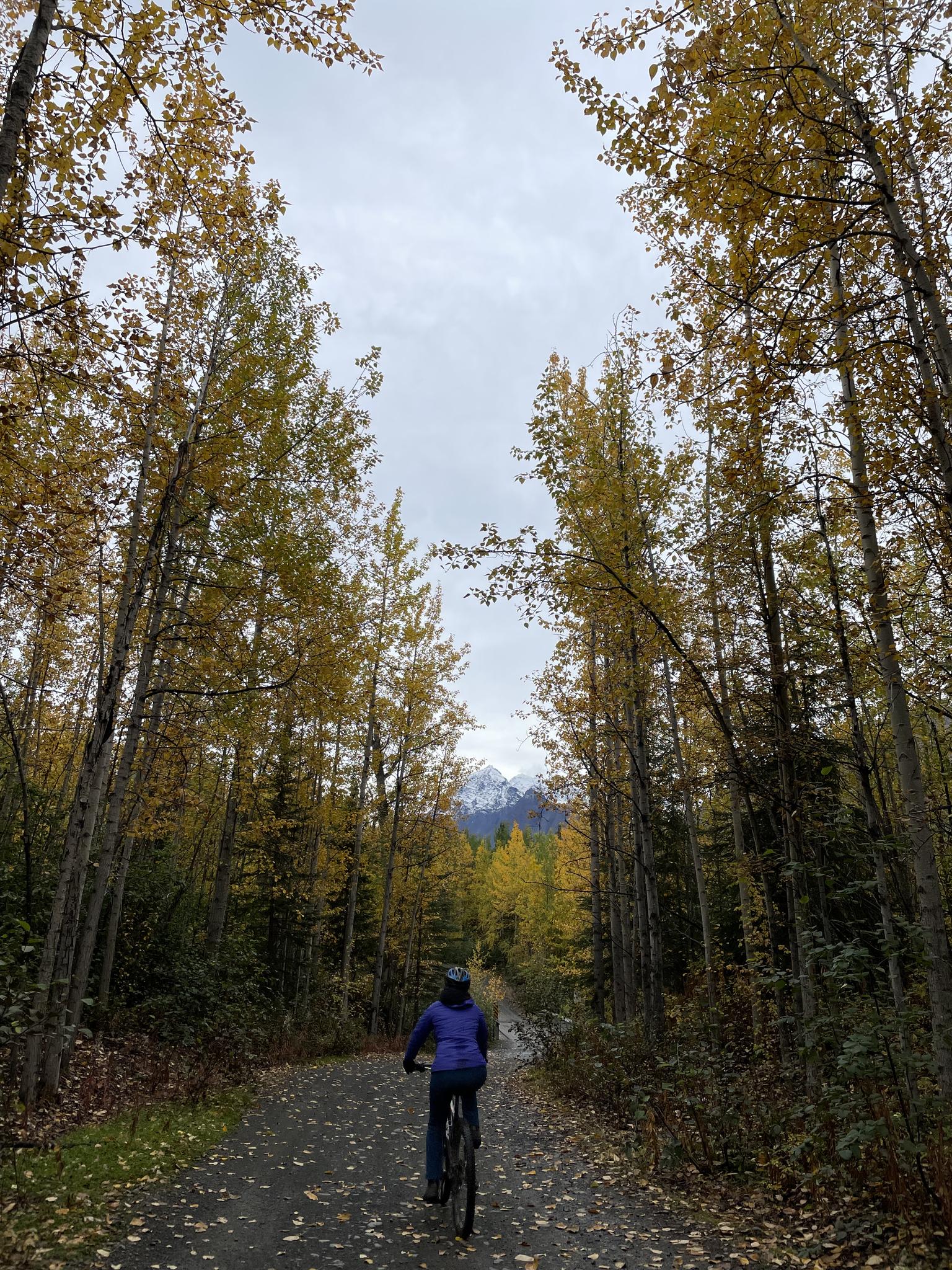 Cyclist on a forest path with tall autumn trees under an overcast sky.