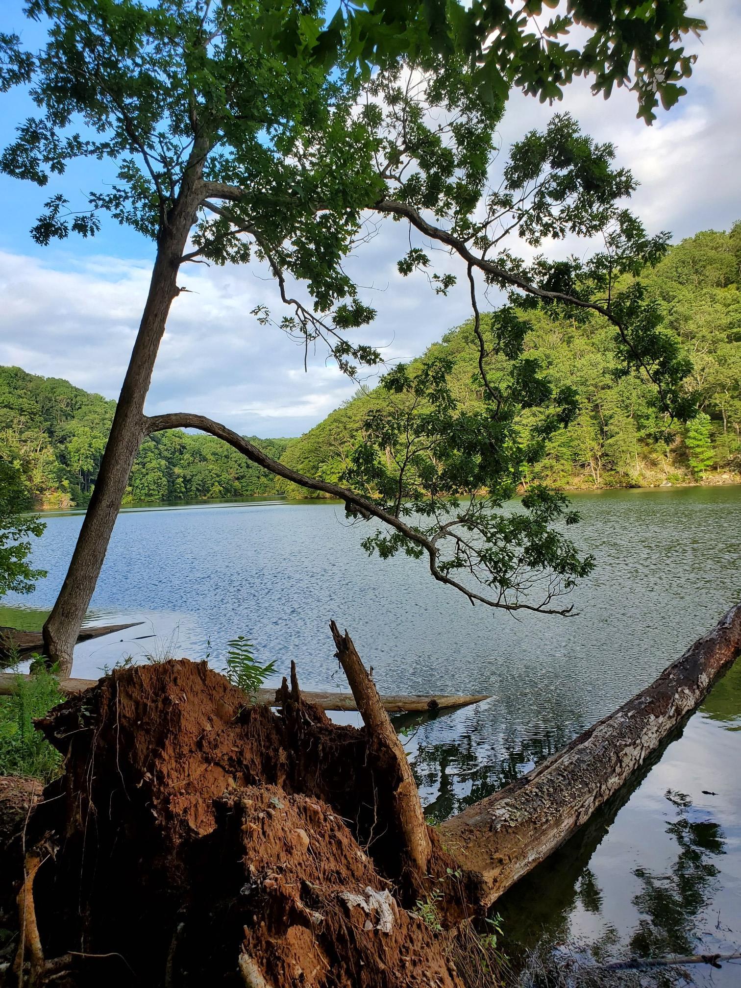 A large fallen tree with exposed roots by a calm lake and wooded hills.