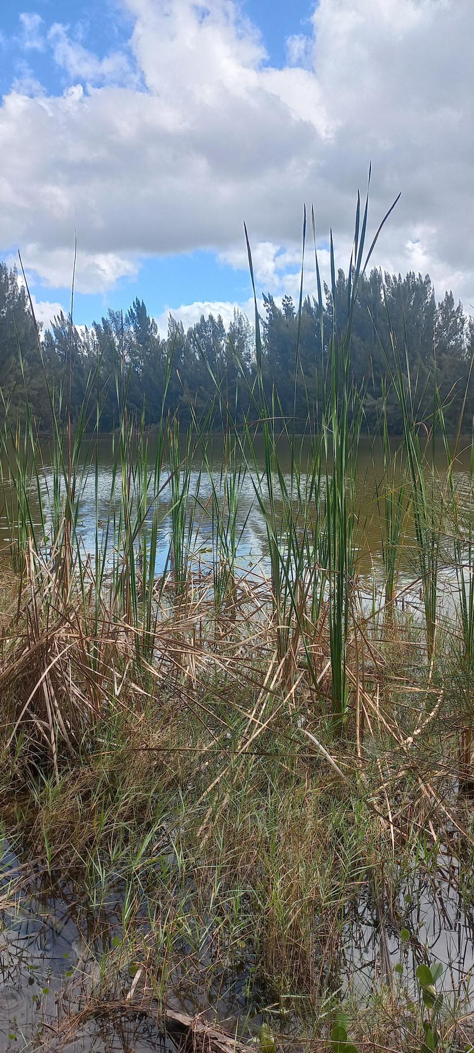Tall green reeds and grasses grow in a sunlit pond under a cloudy sky.