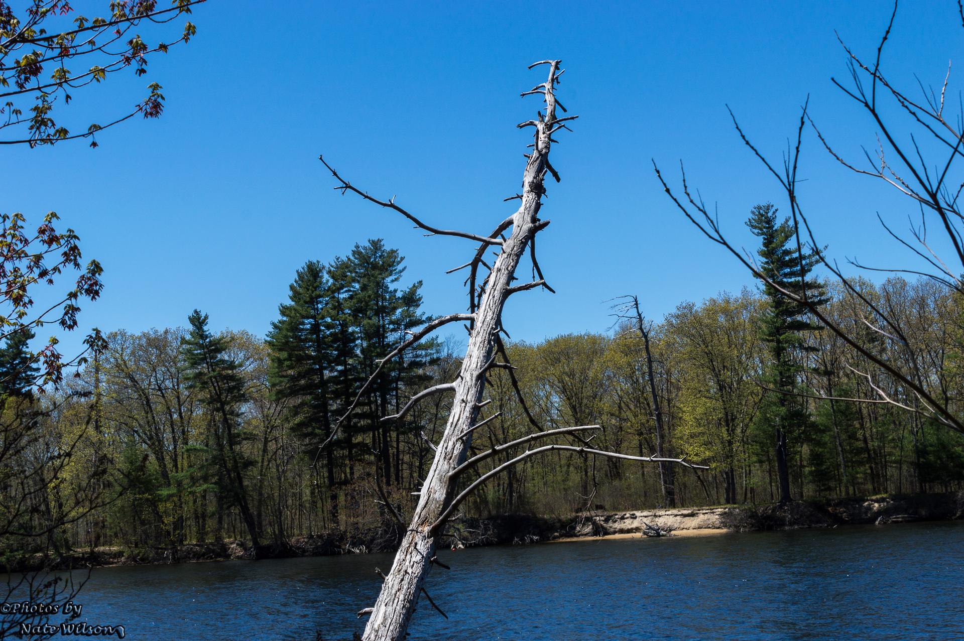 A dead tree leans over blue water with a green forest under a clear sky.