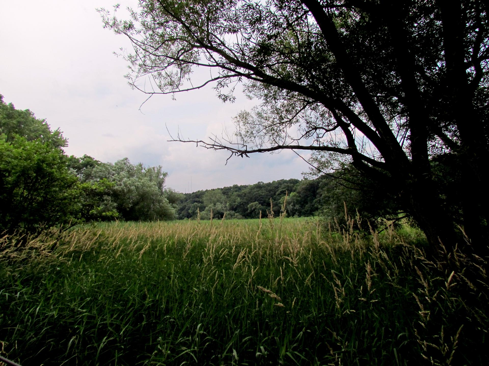 Overcast view of a tall grassy field bordered by dense trees.