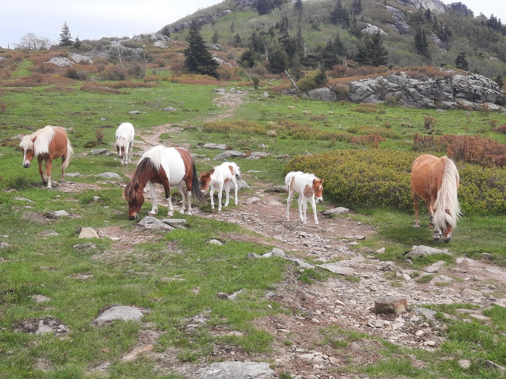 Several wild ponies, including foals, graze on a rocky, grassy hillside.